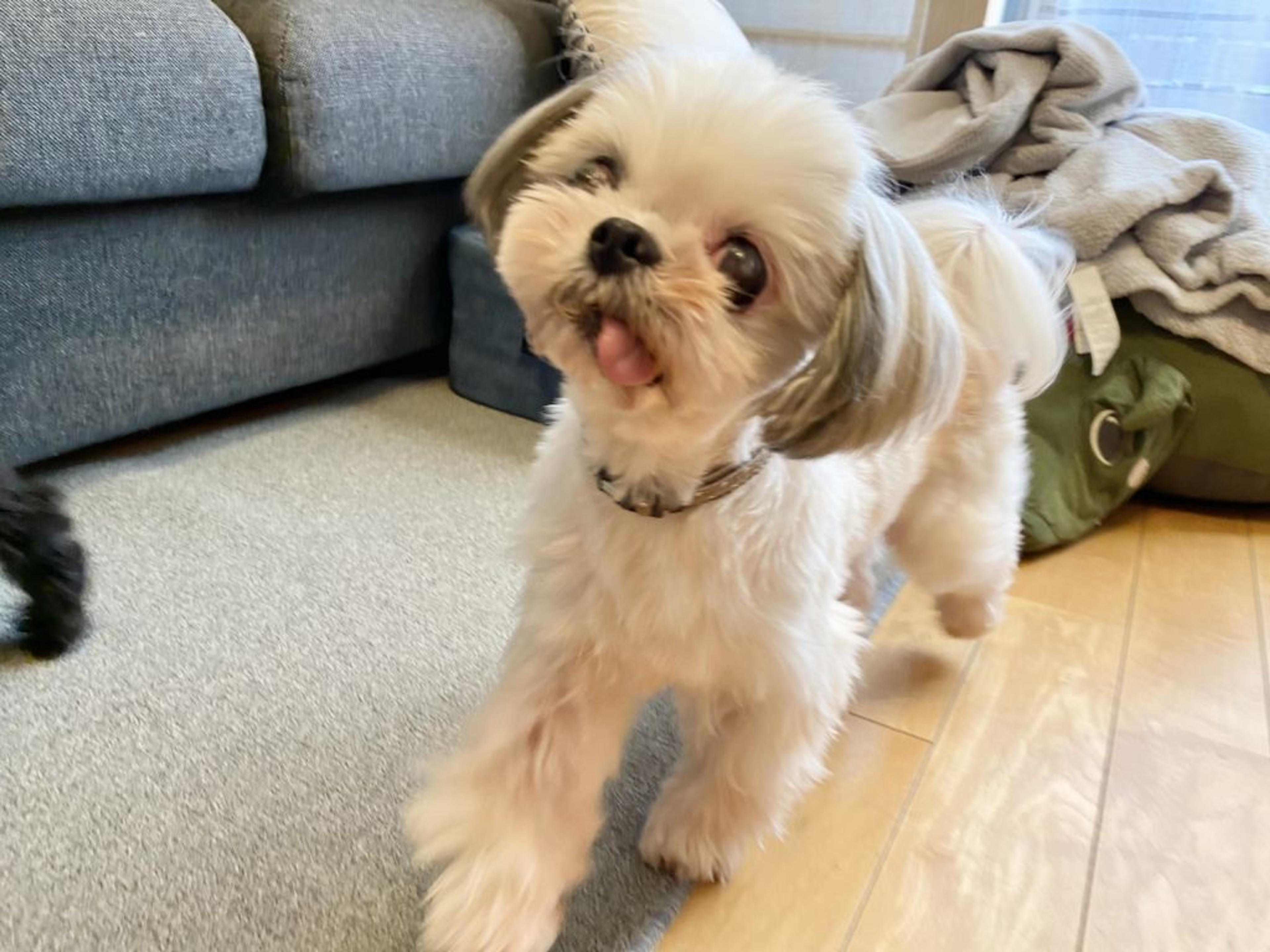 pet-image-2