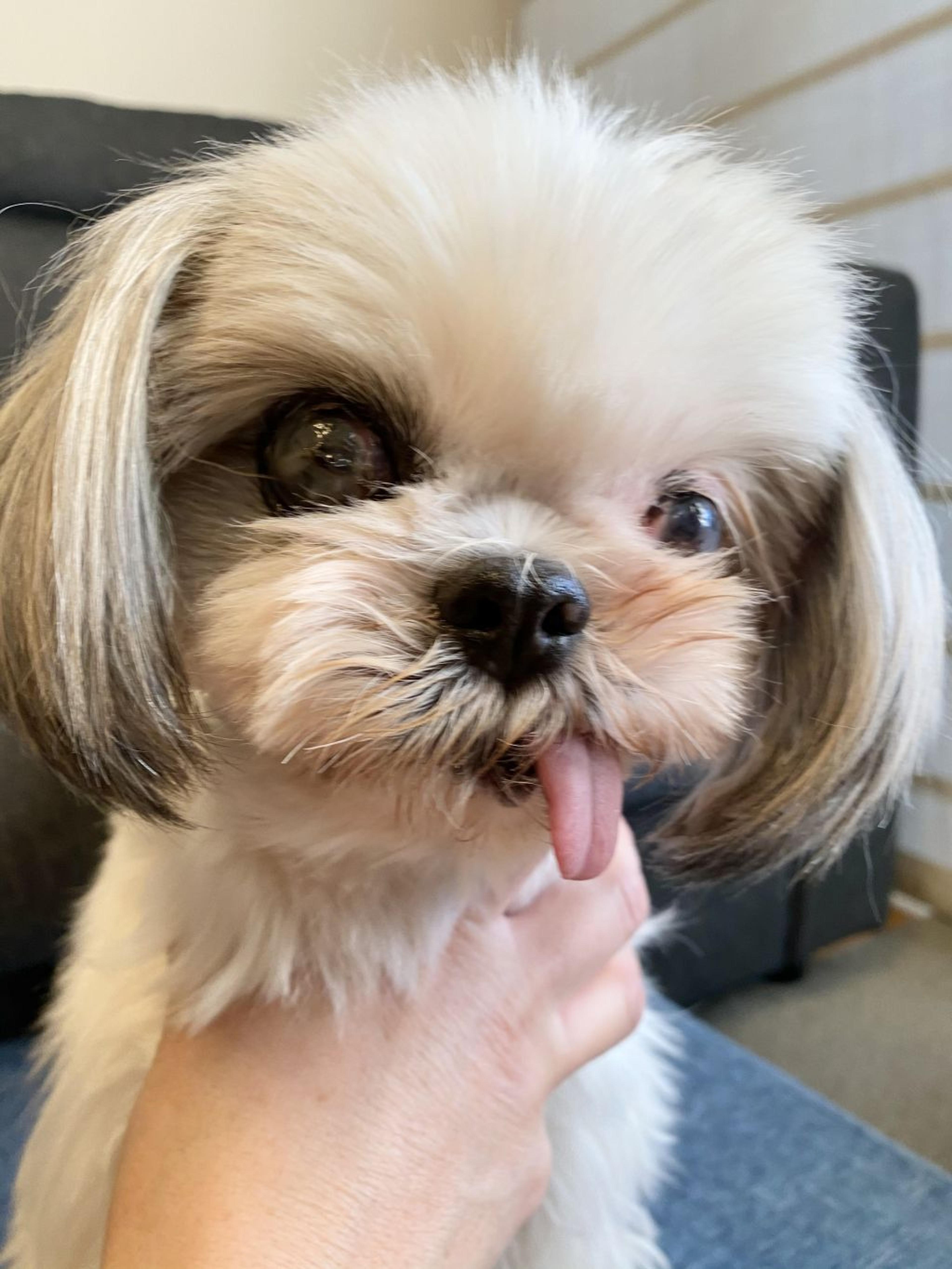 pet-image-3