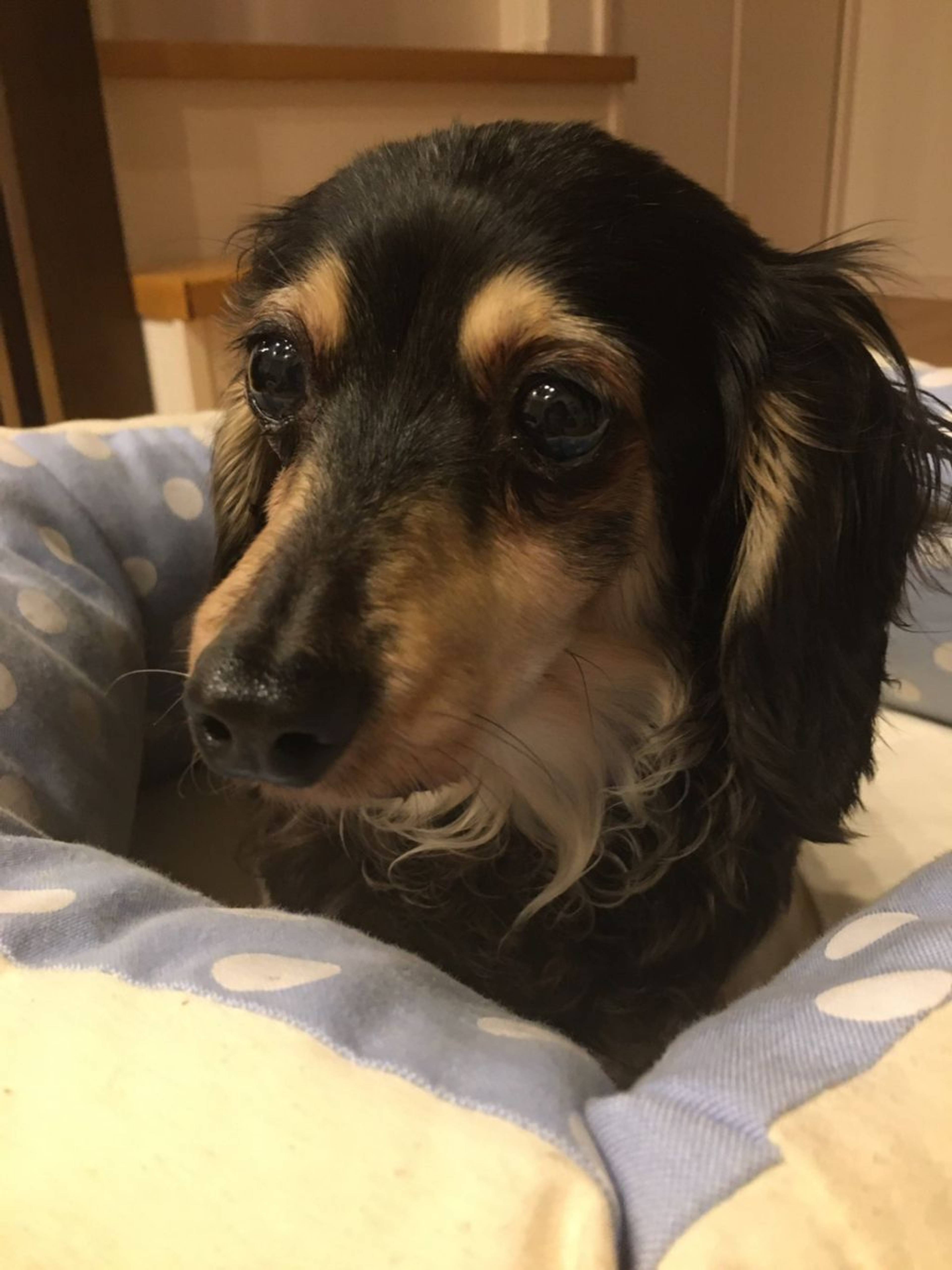 雑種（ミックス犬）・メスの里親募集の写真