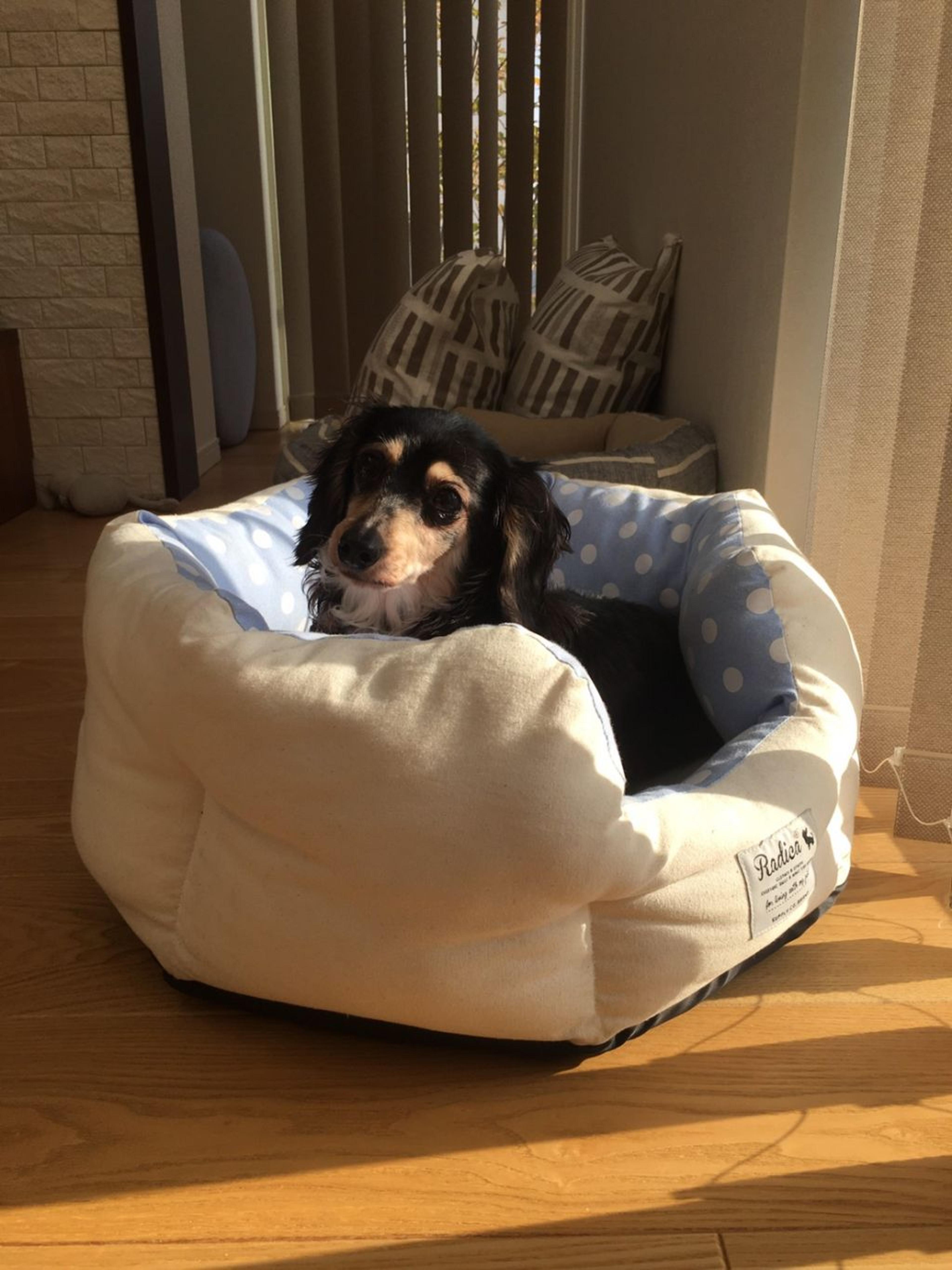 pet-image-2