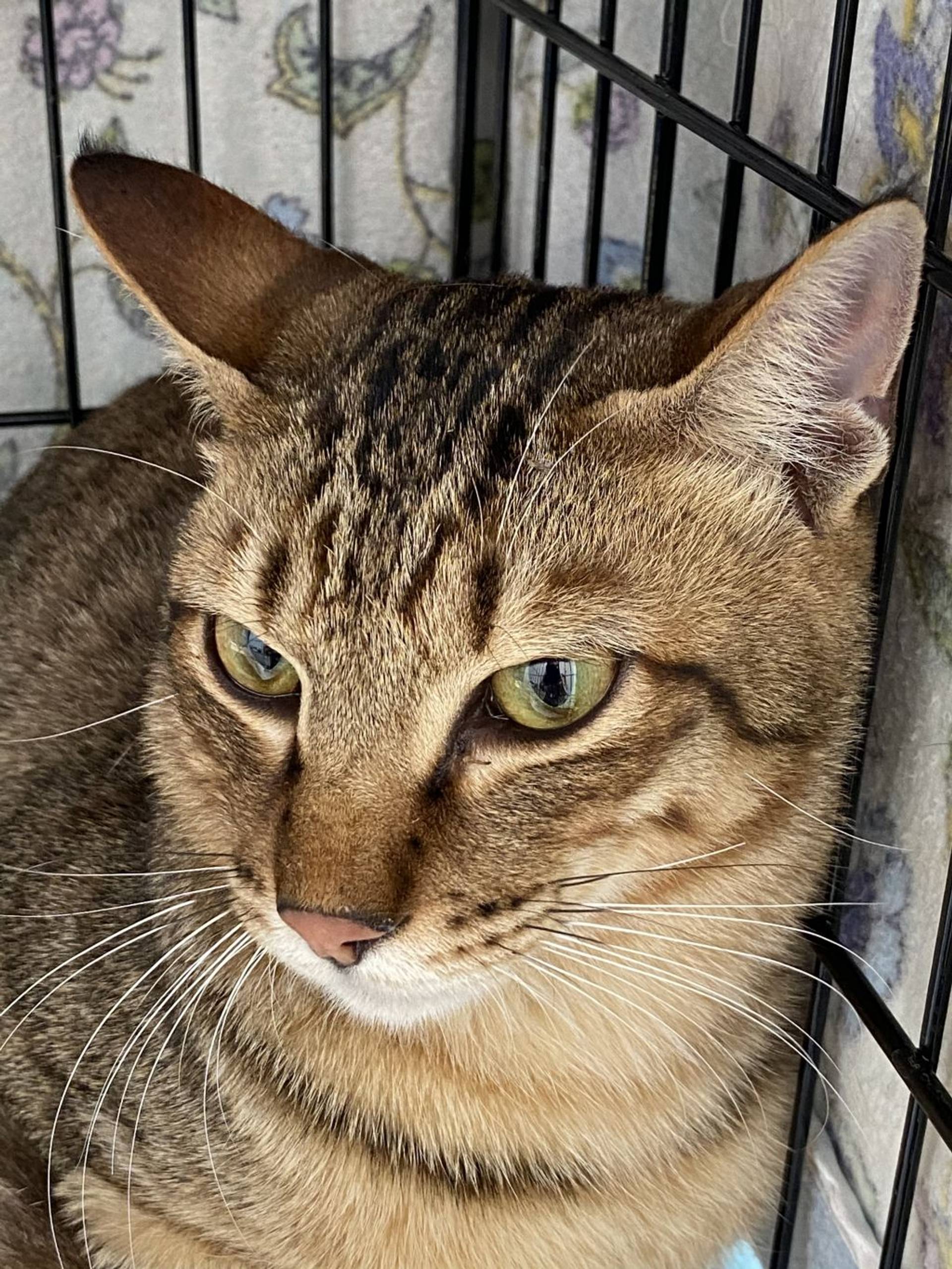雑種（ミックス猫）・オスの里親募集の写真