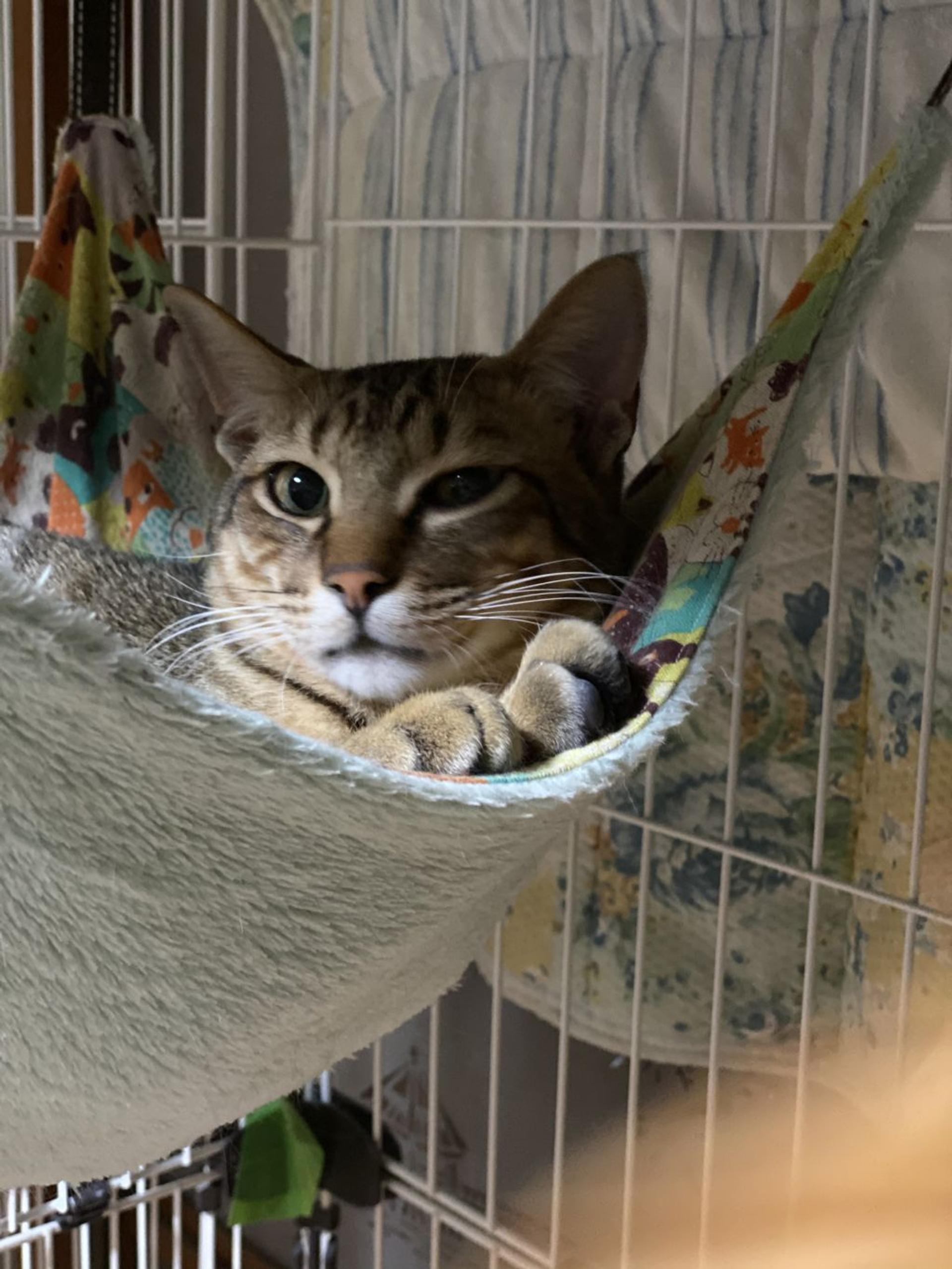 pet-image-3