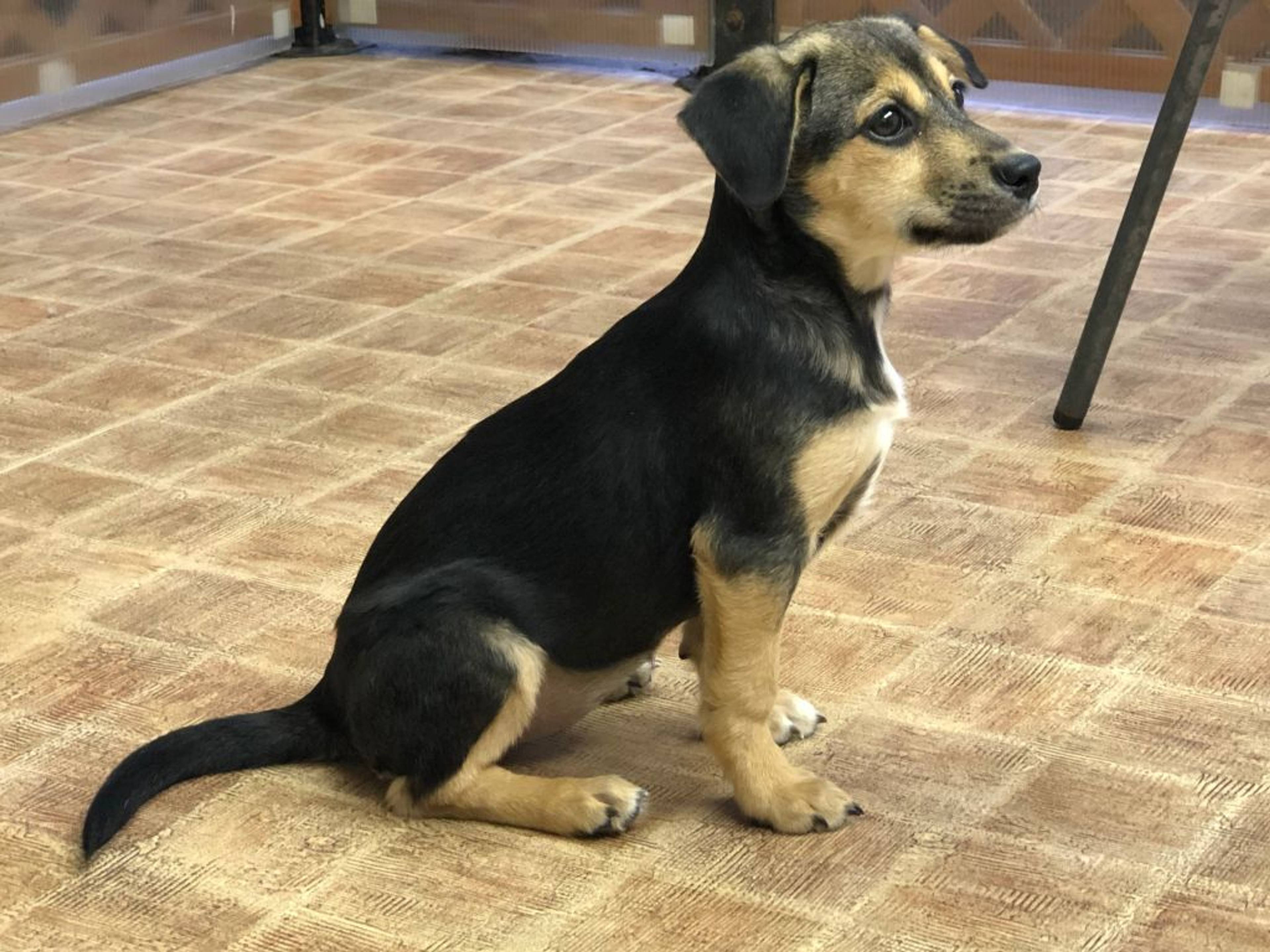 雑種（ミックス犬）・メスの里親募集の写真