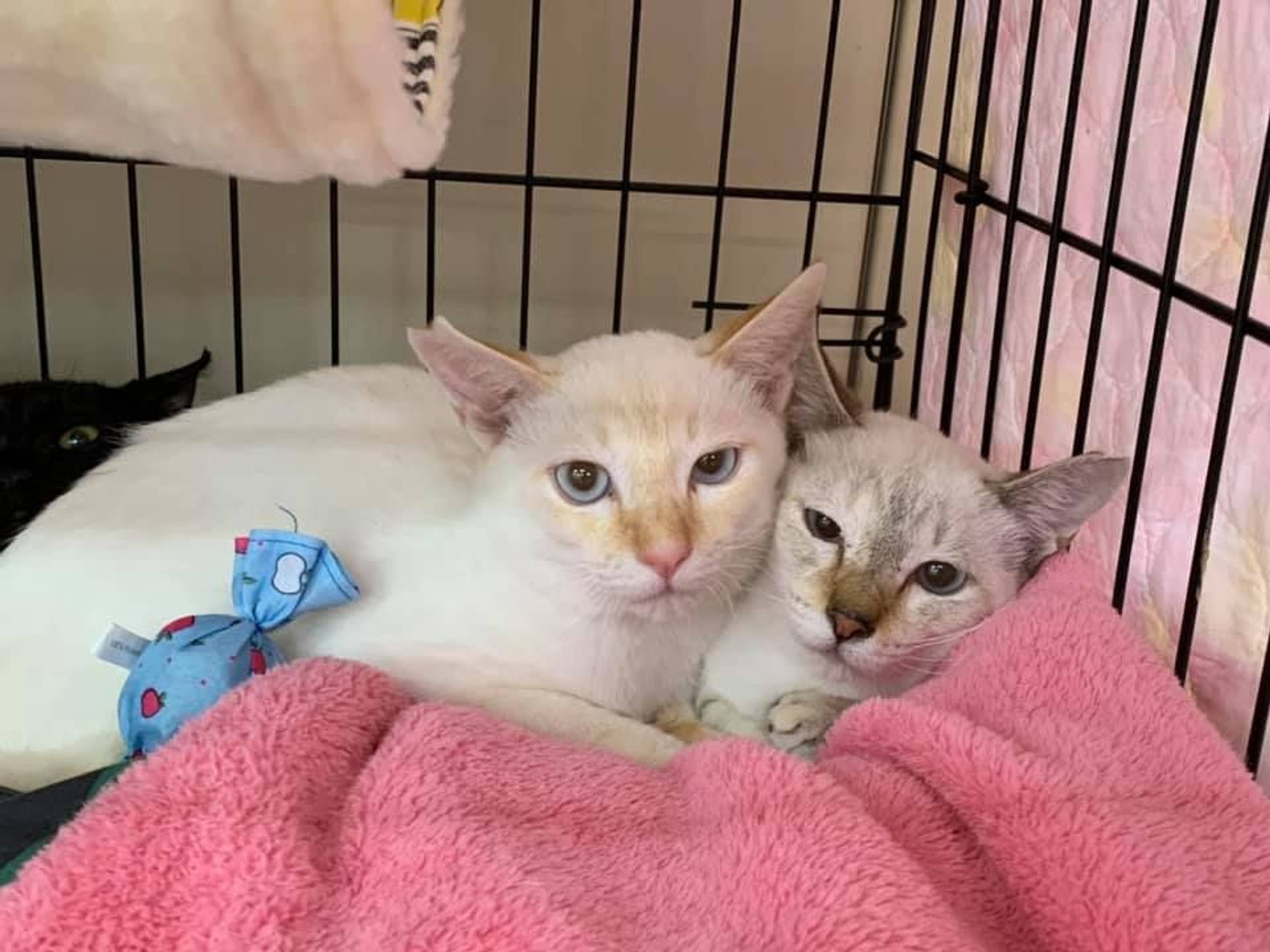 雑種（ミックス猫）・オスの里親募集の写真