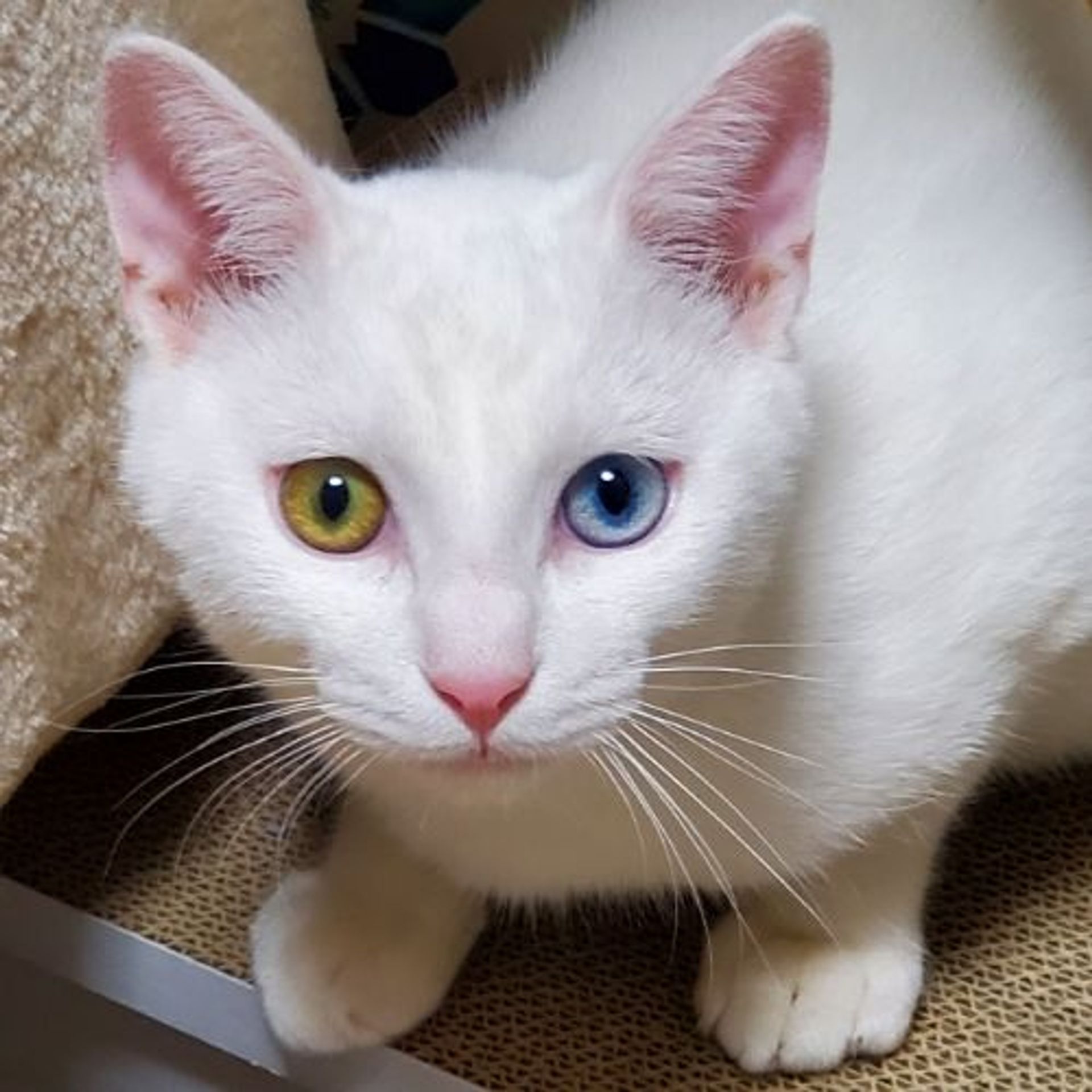 雑種（ミックス猫）・オスの里親募集の写真