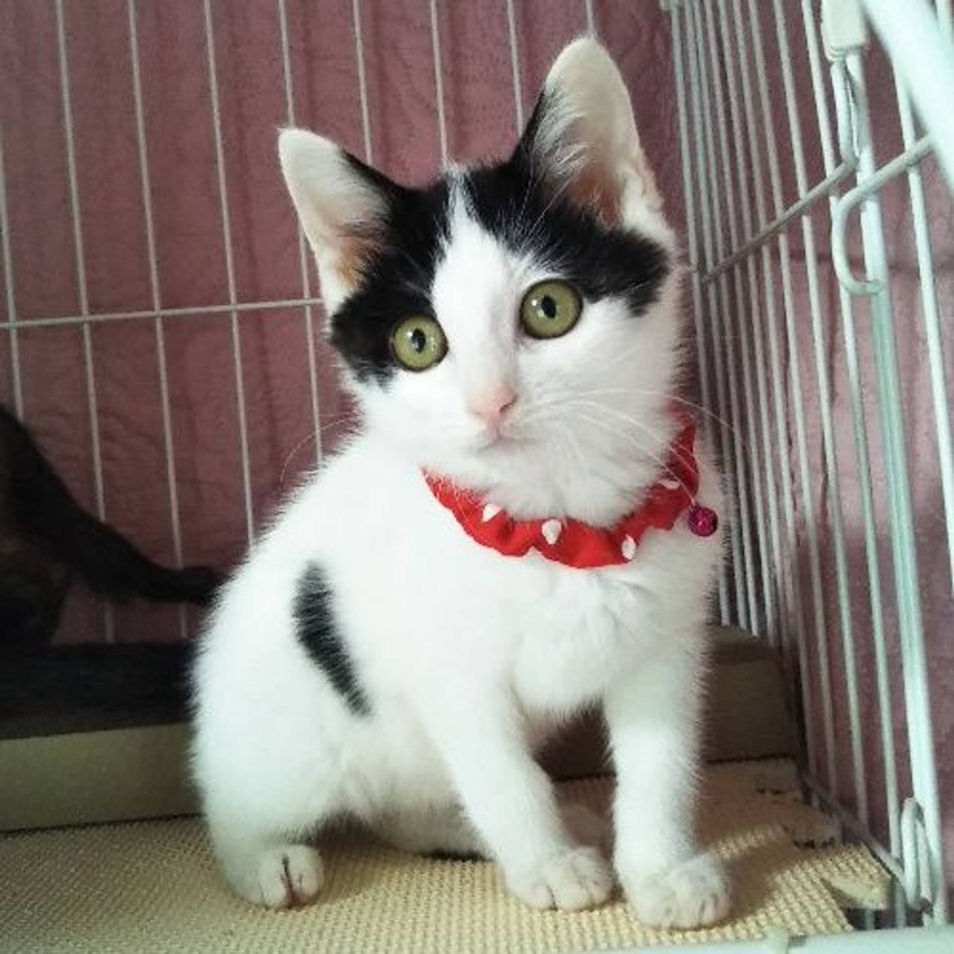 雑種（ミックス猫）・オスの里親募集の写真