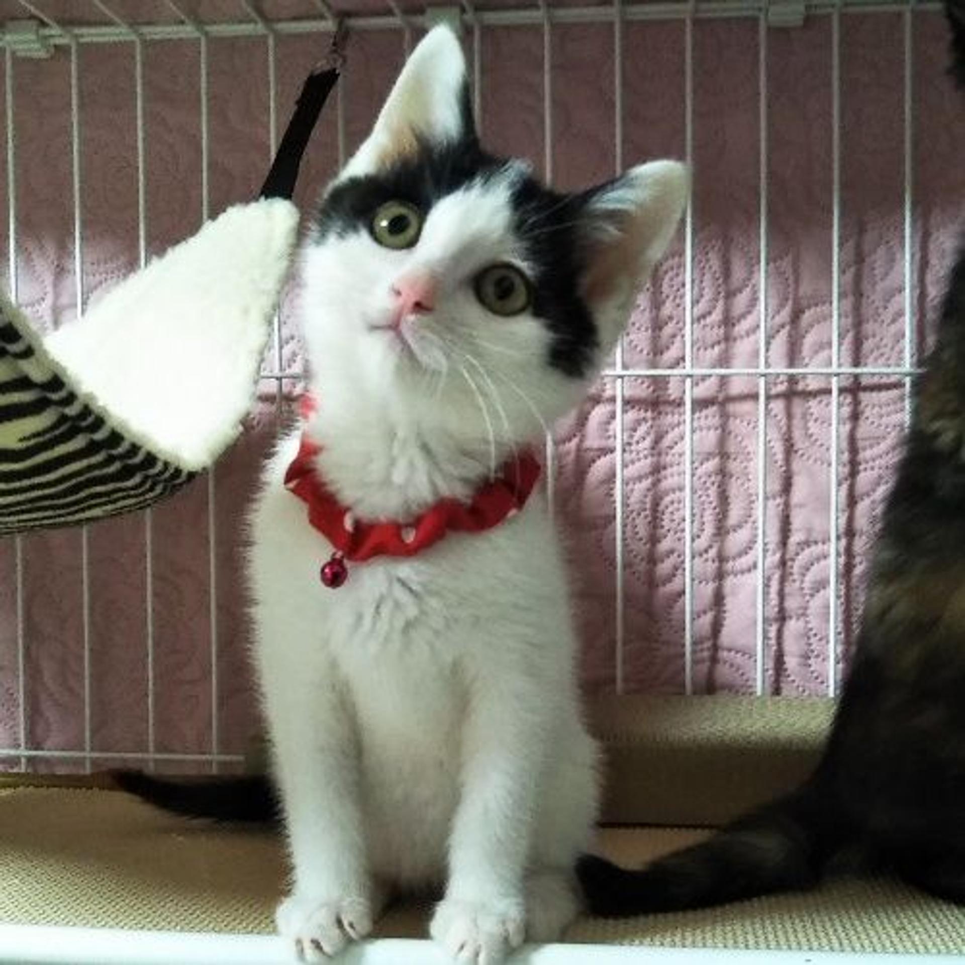 pet-image-3