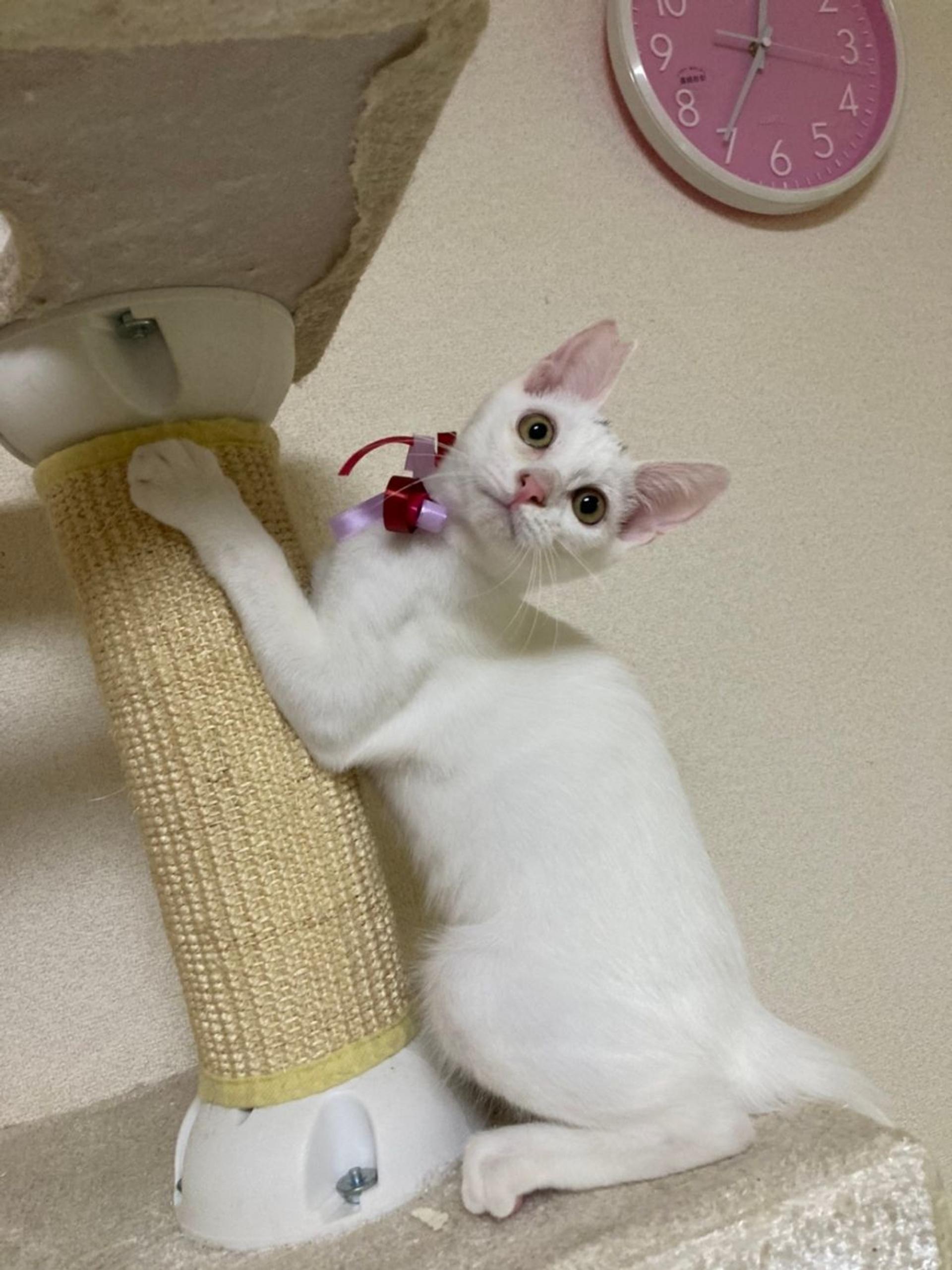 pet-image-3