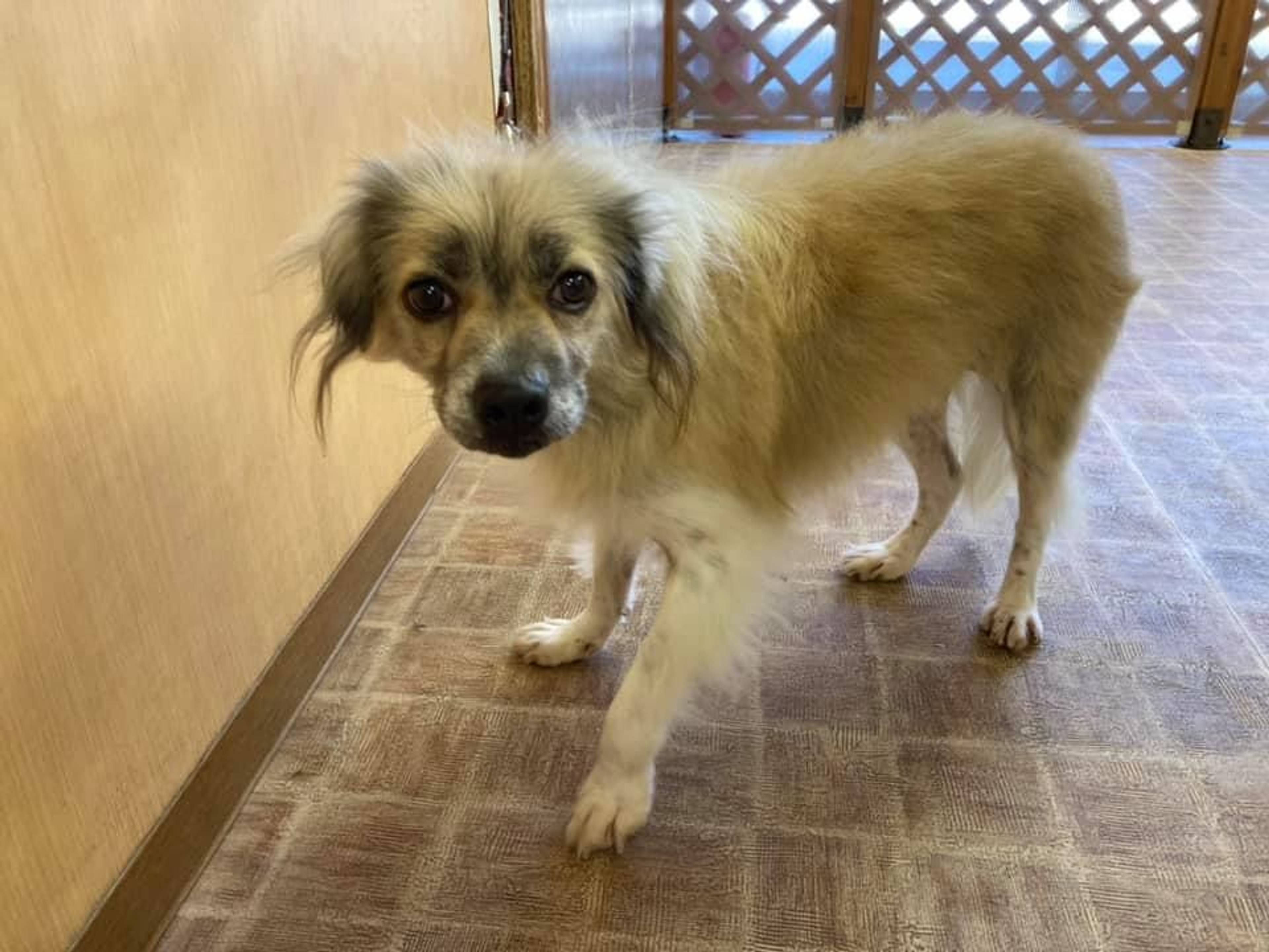 雑種（ミックス犬）・メスの里親募集の写真