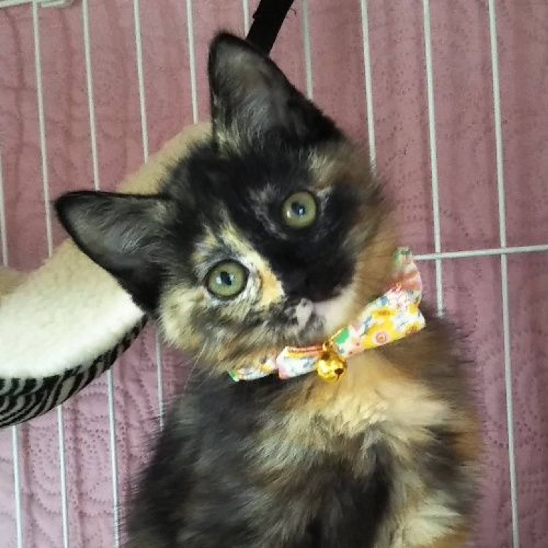 雑種（ミックス猫）・メスの里親募集の写真