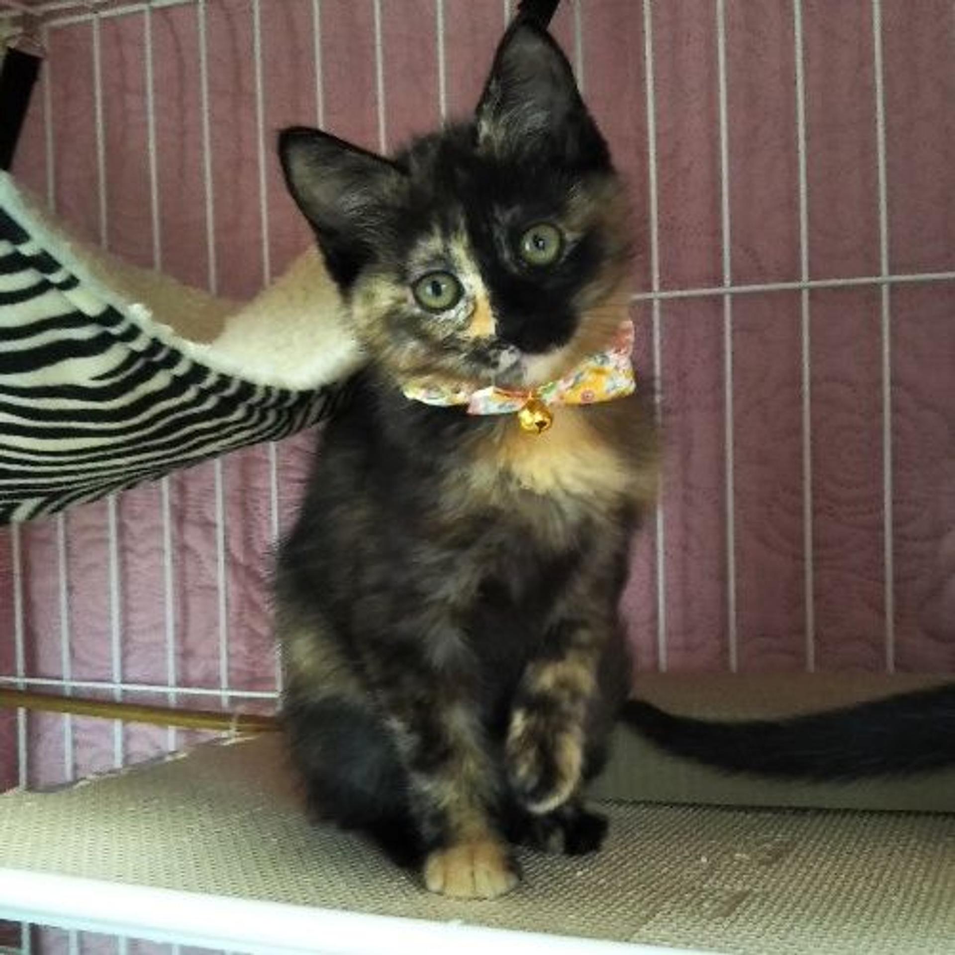 pet-image-2