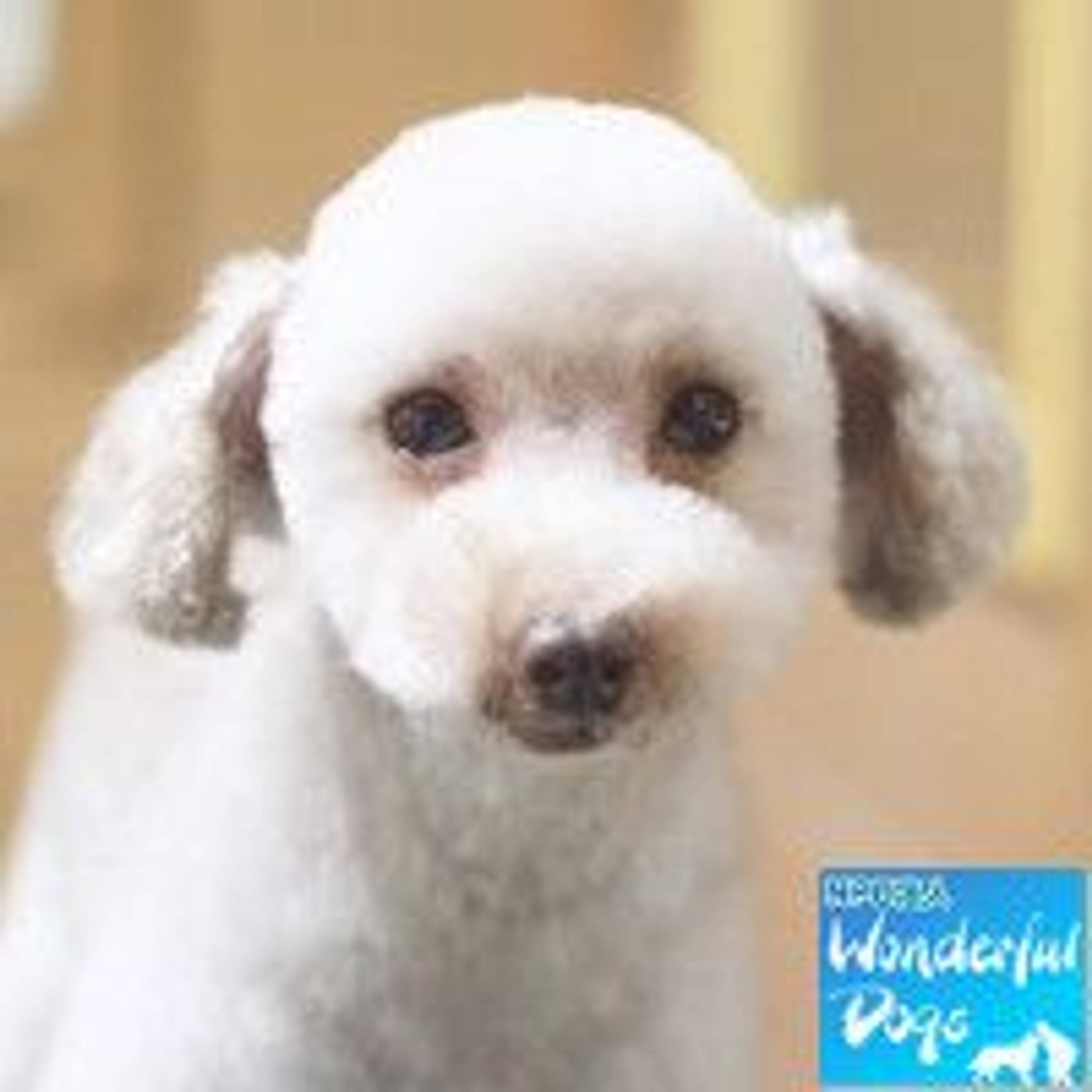 トイプードル・オスの里親募集の写真