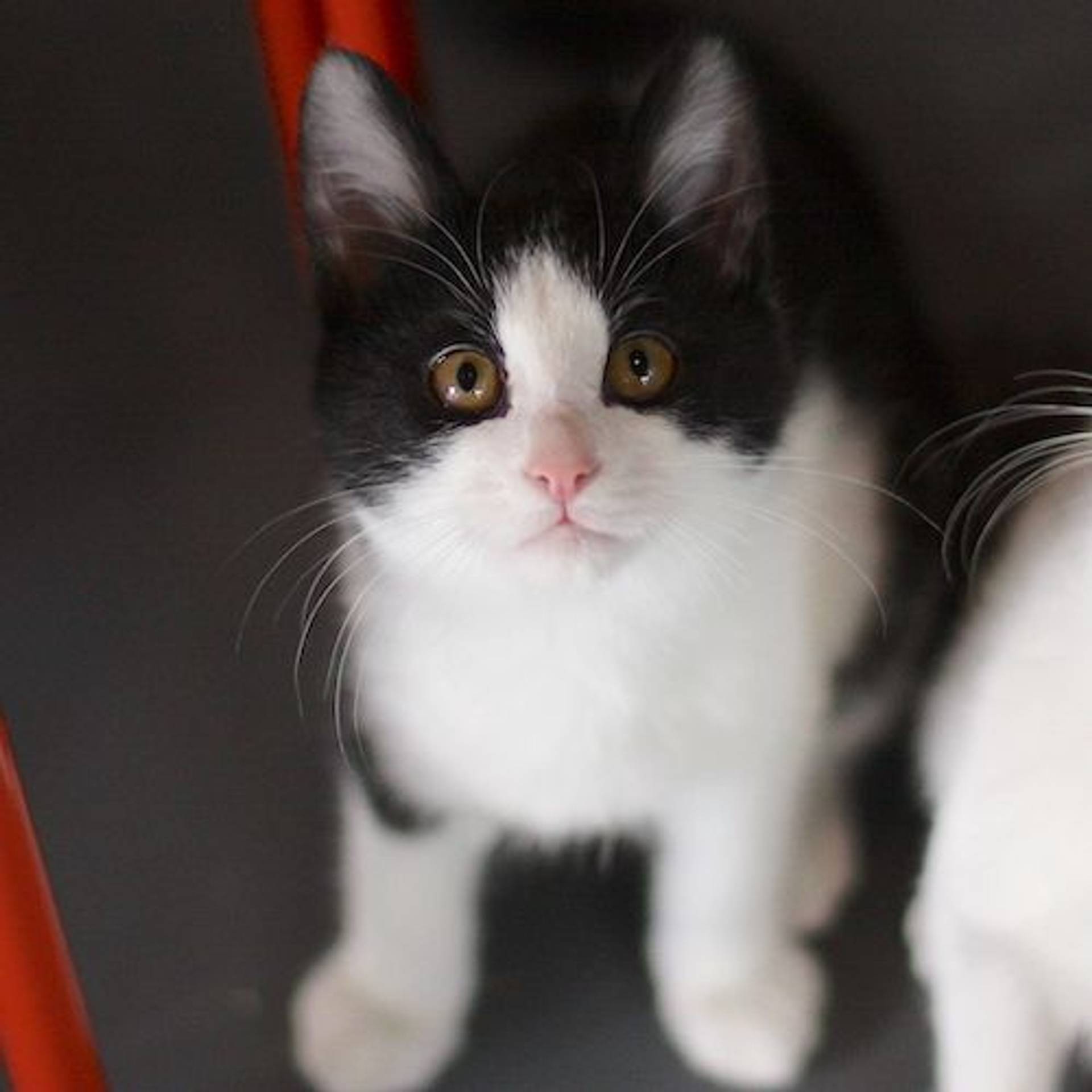 雑種（ミックス猫）・オスの里親募集の写真