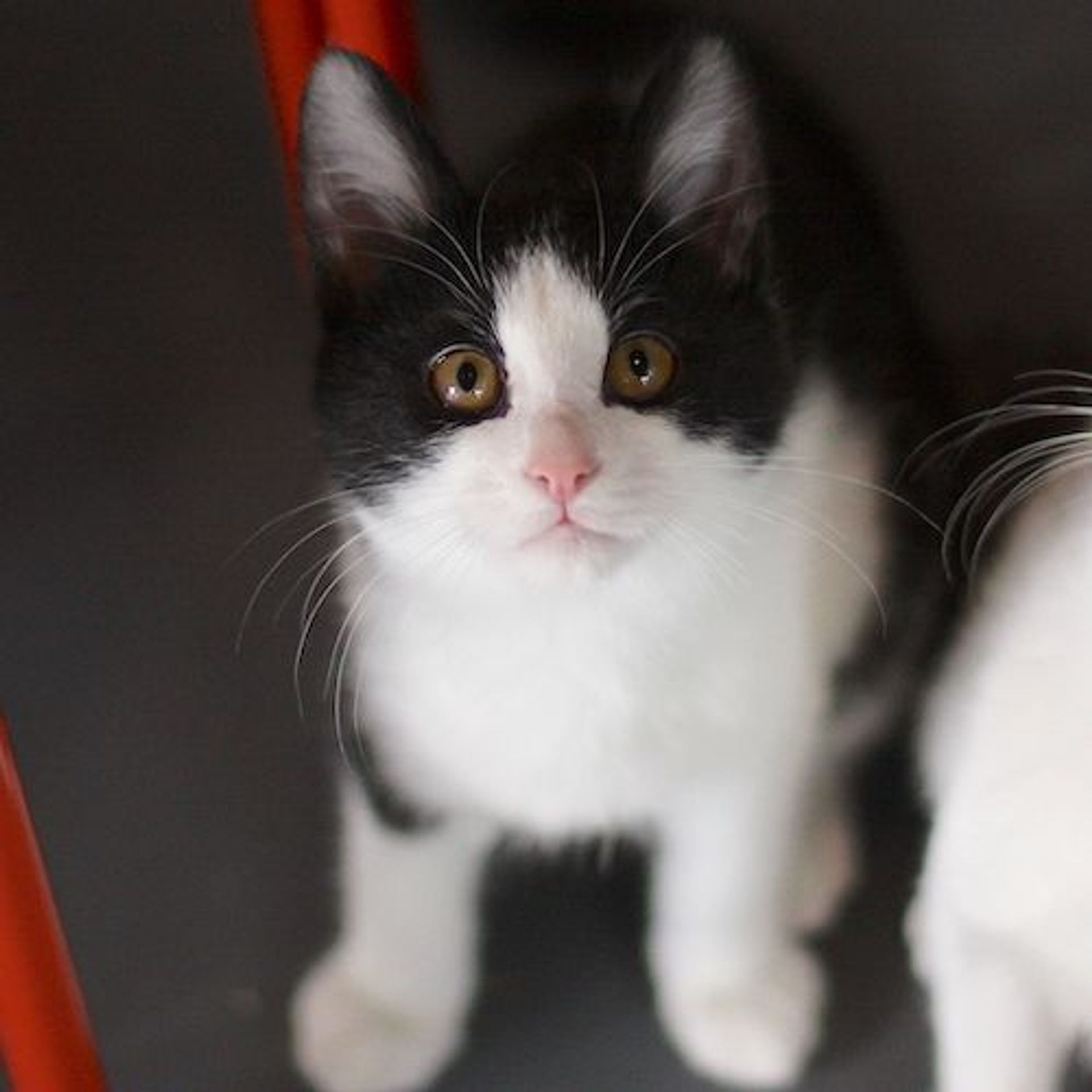 雑種（ミックス猫）・オスの里親募集の写真