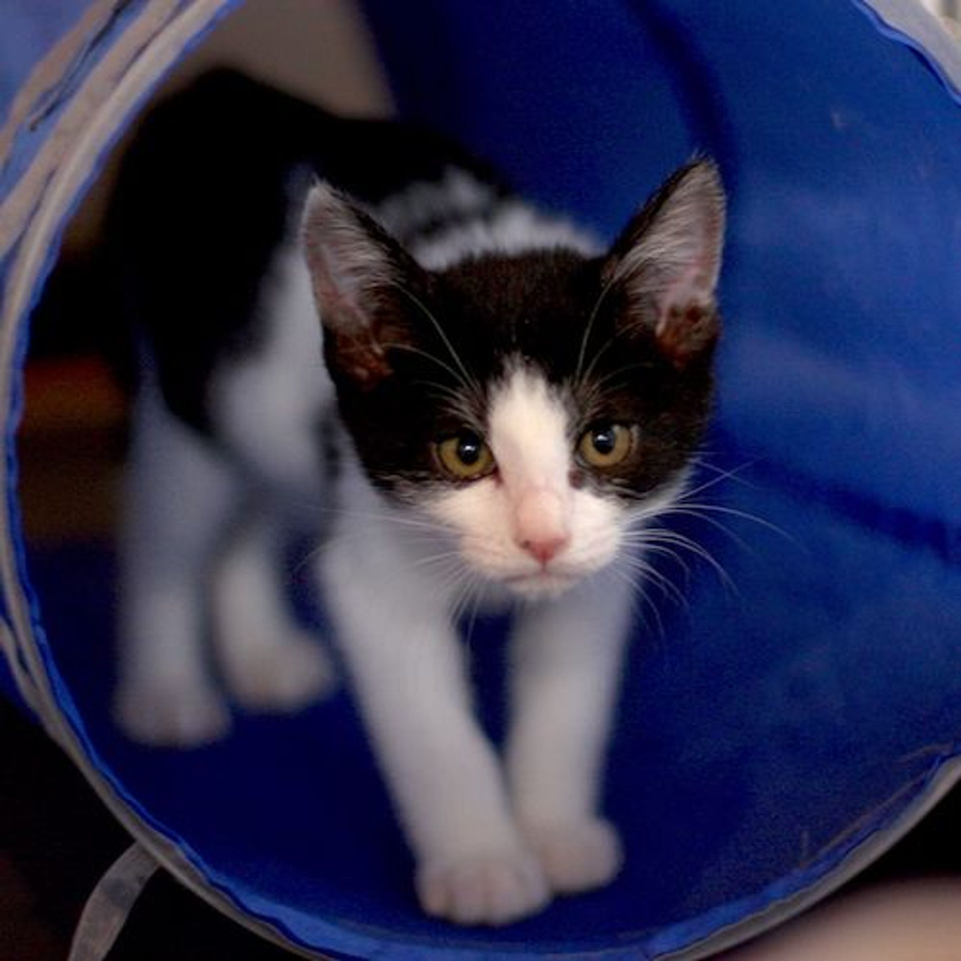 雑種（ミックス猫）・オスの里親募集の写真