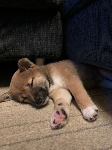 ゴロ