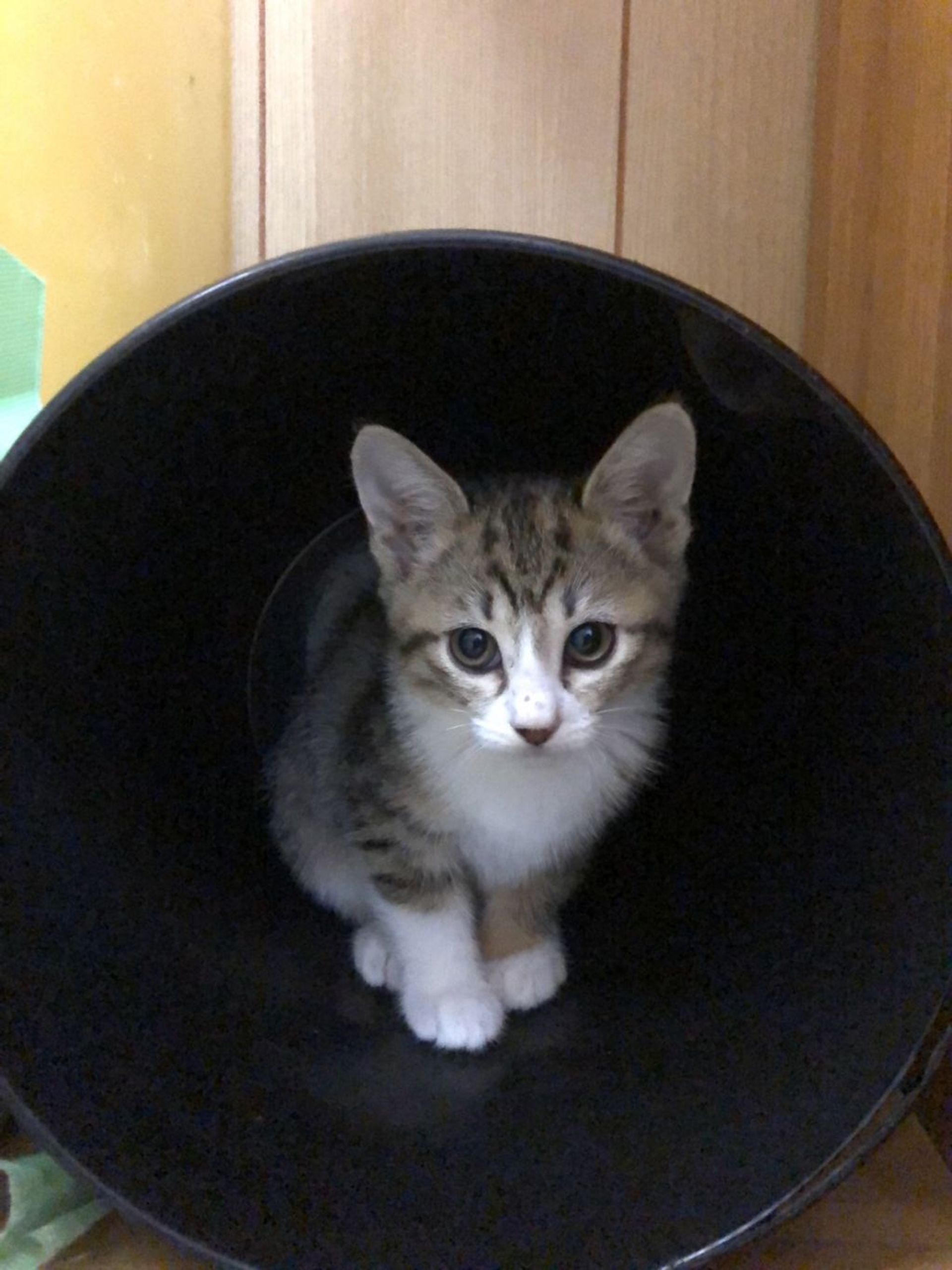 雑種（ミックス猫）・メスの里親募集の写真