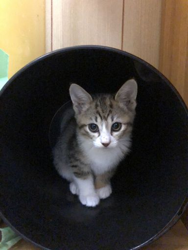 クララちゃんの写真