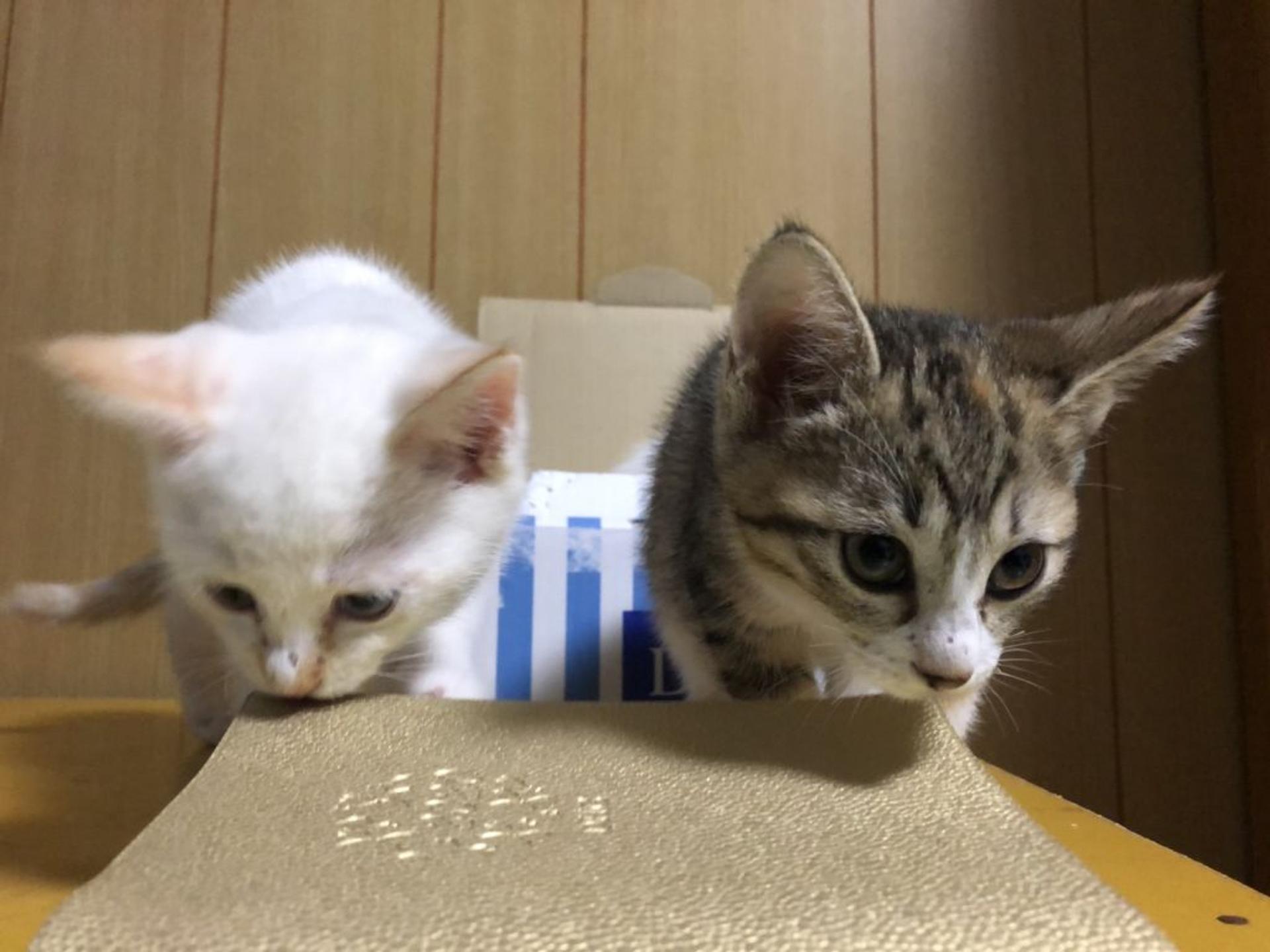 pet-image-2