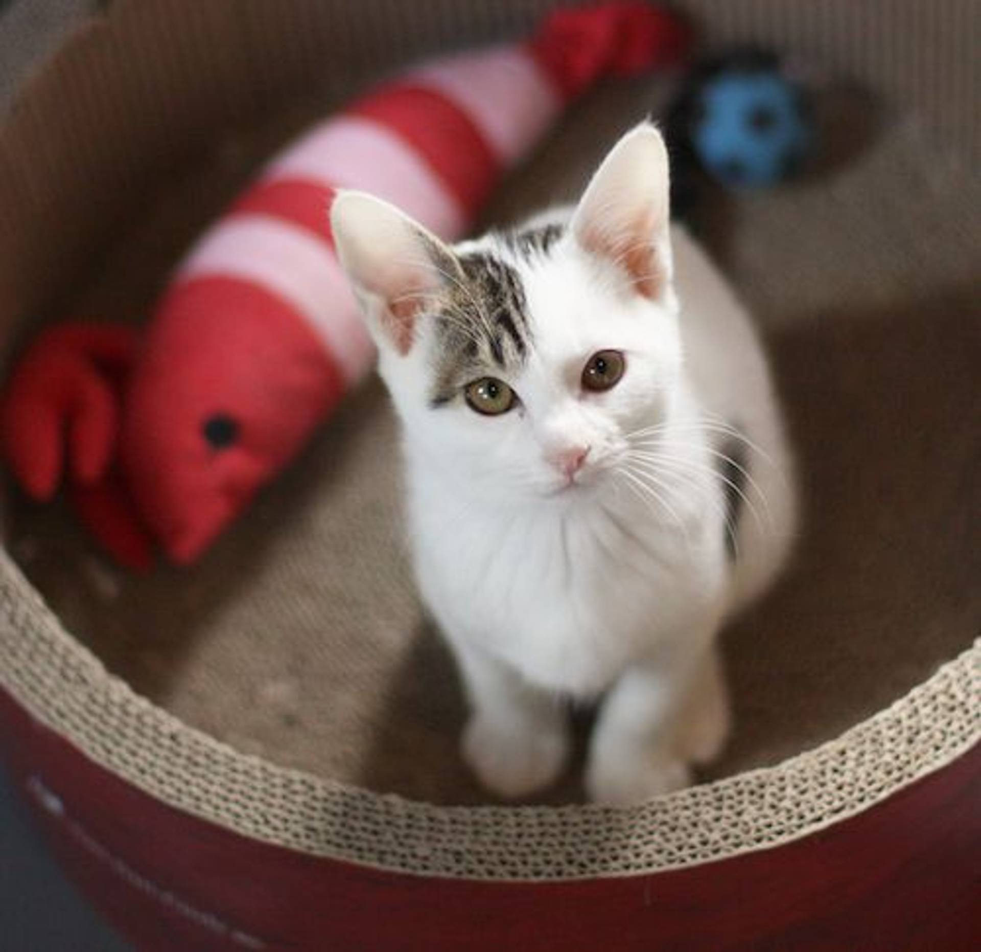 雑種（ミックス猫）・オスの里親募集の写真