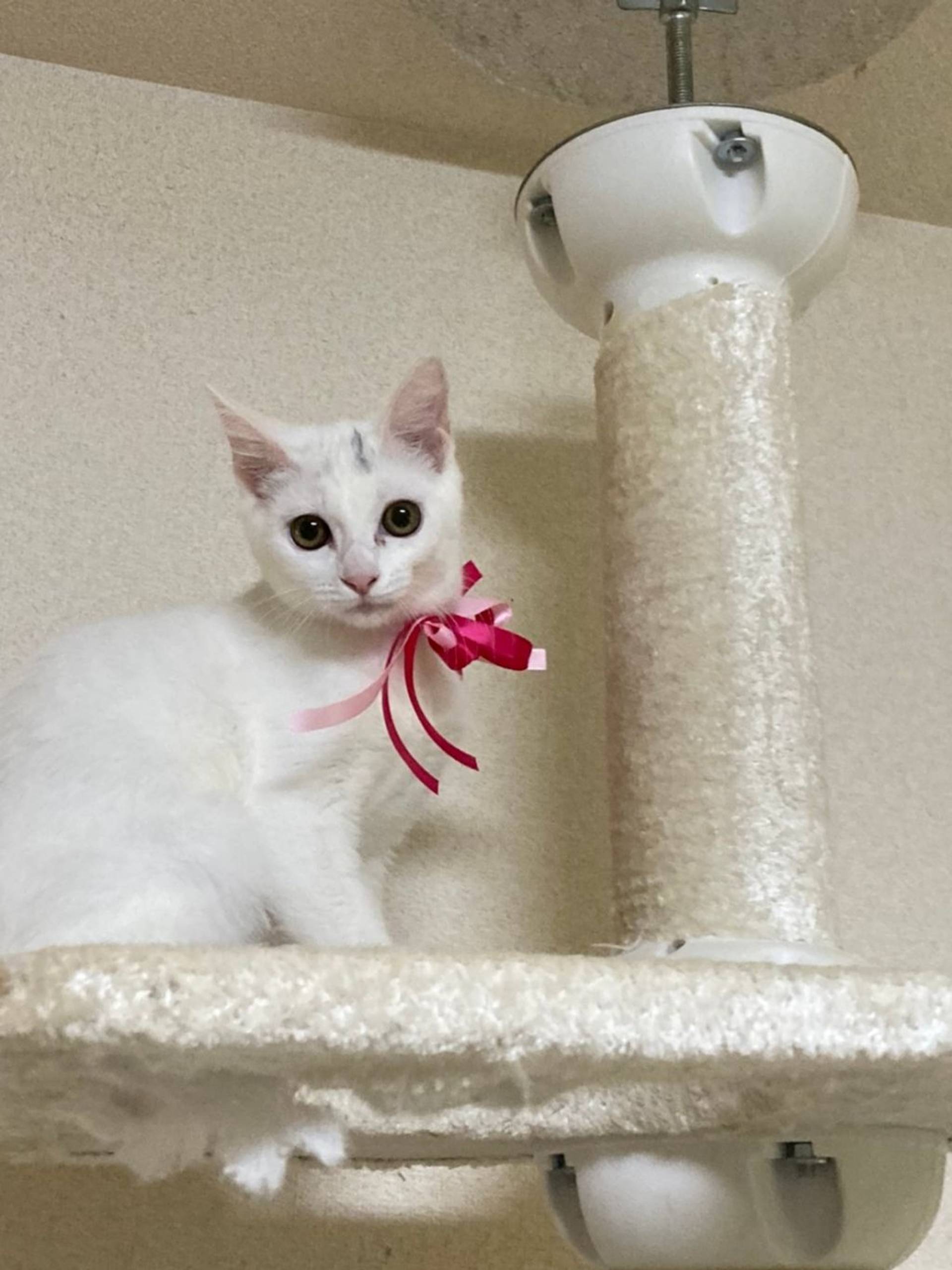 雑種（ミックス猫）・メスの里親募集の写真