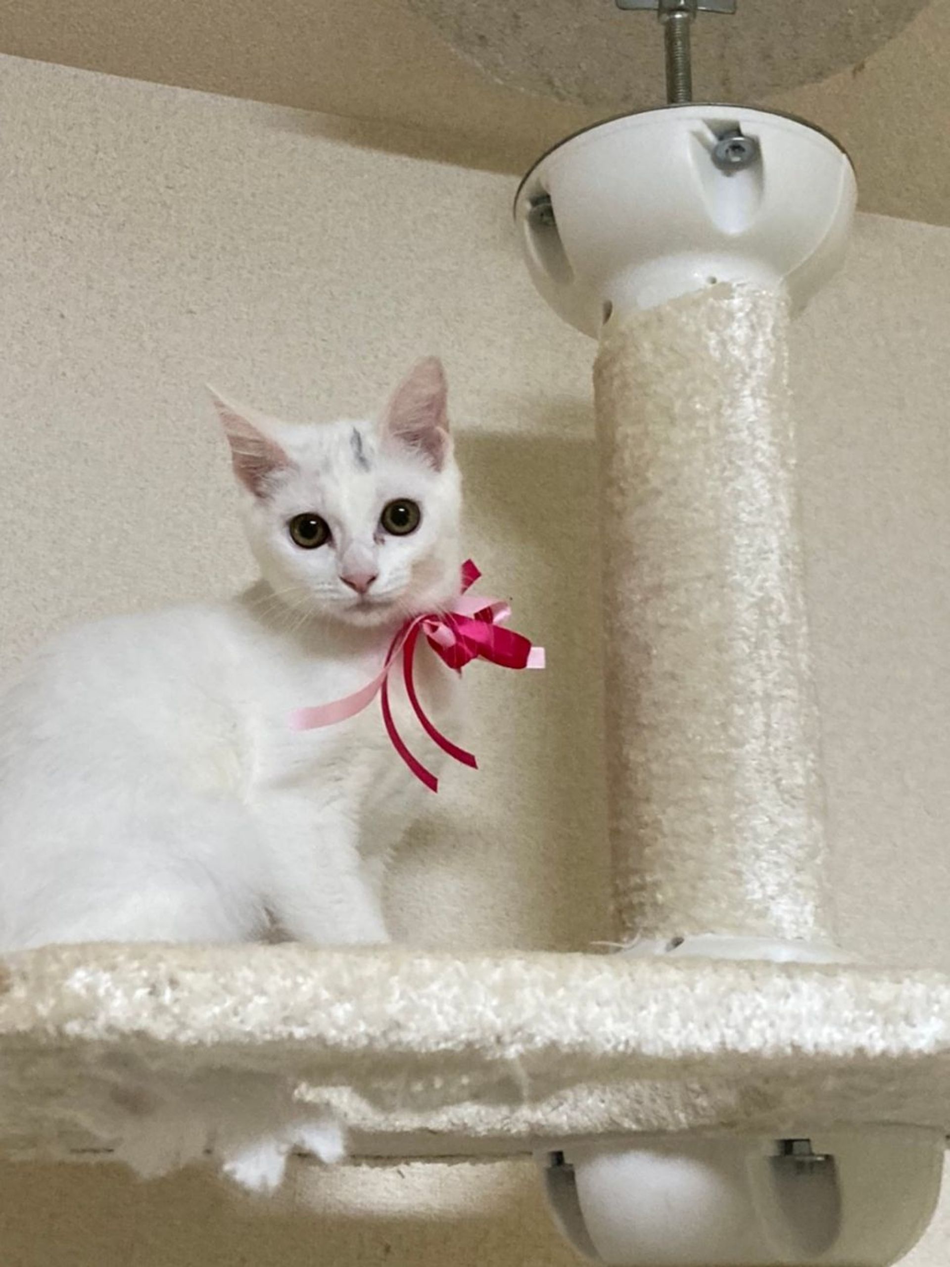 雑種（ミックス猫）・メスの里親募集の写真