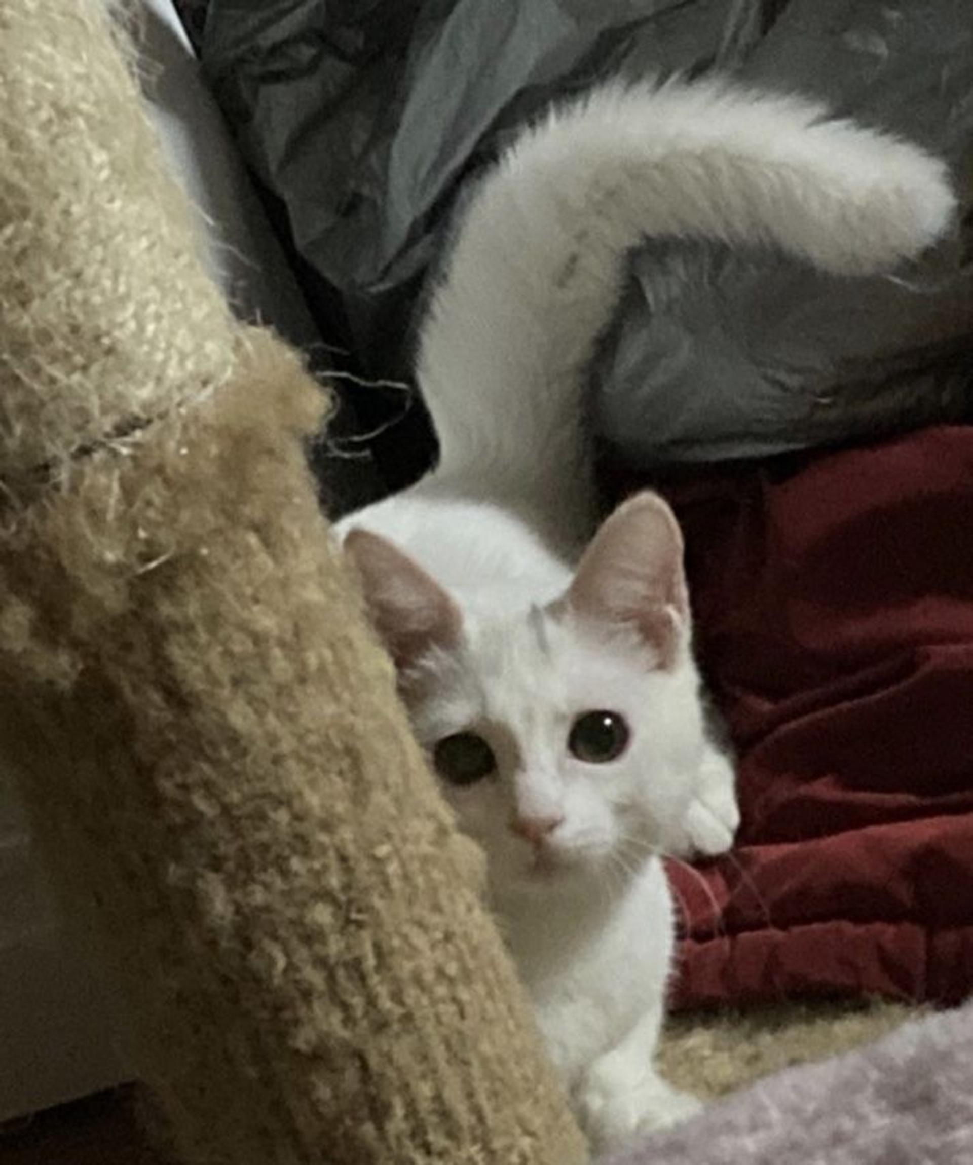 pet-image-3