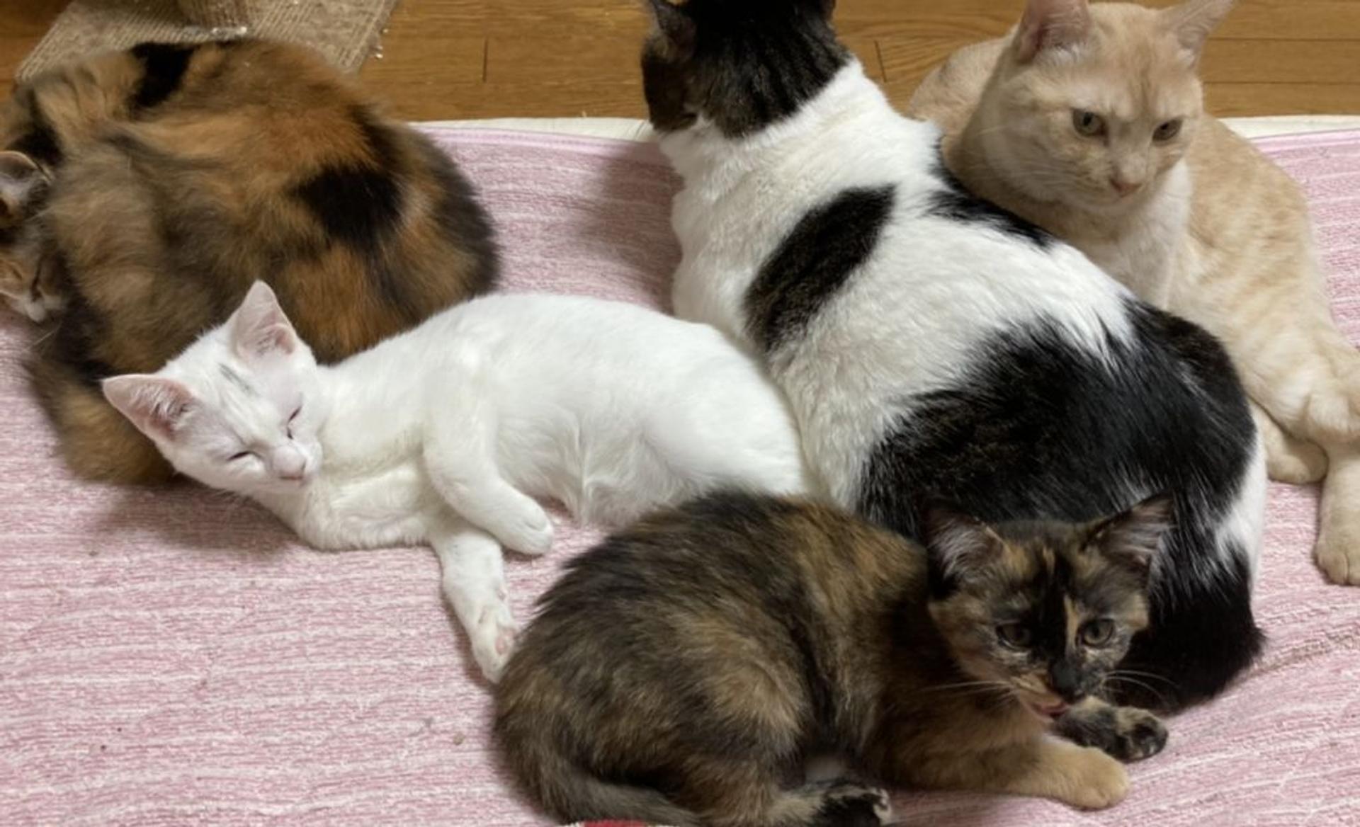 pet-image-4