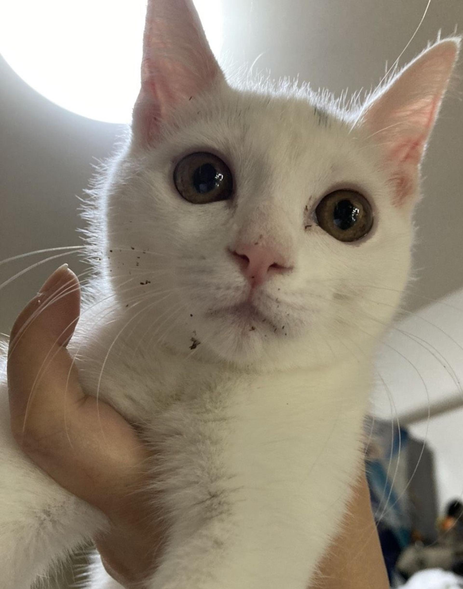 pet-image-5