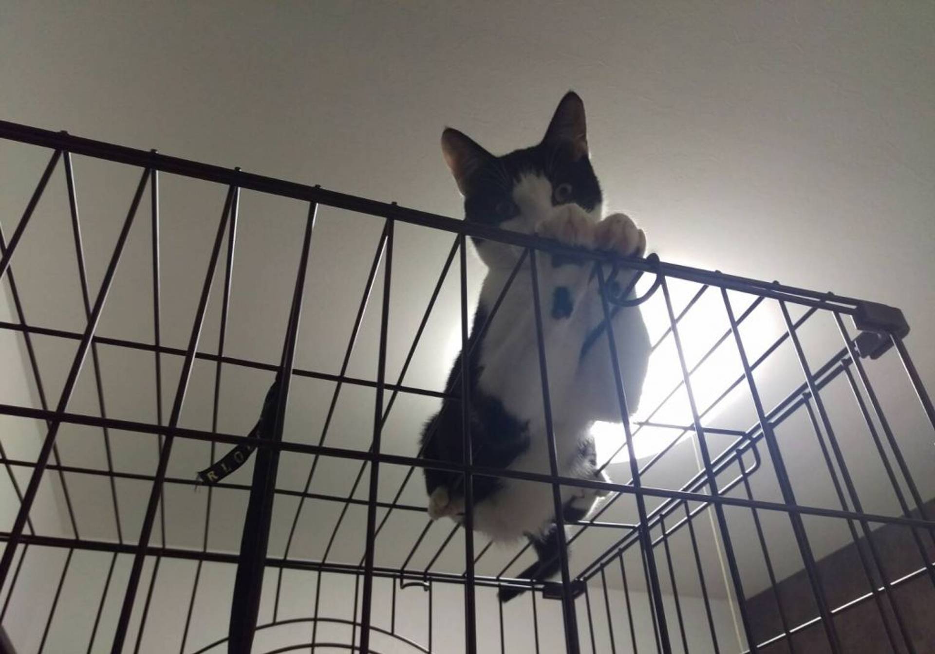 日本猫・オスの里親募集の写真