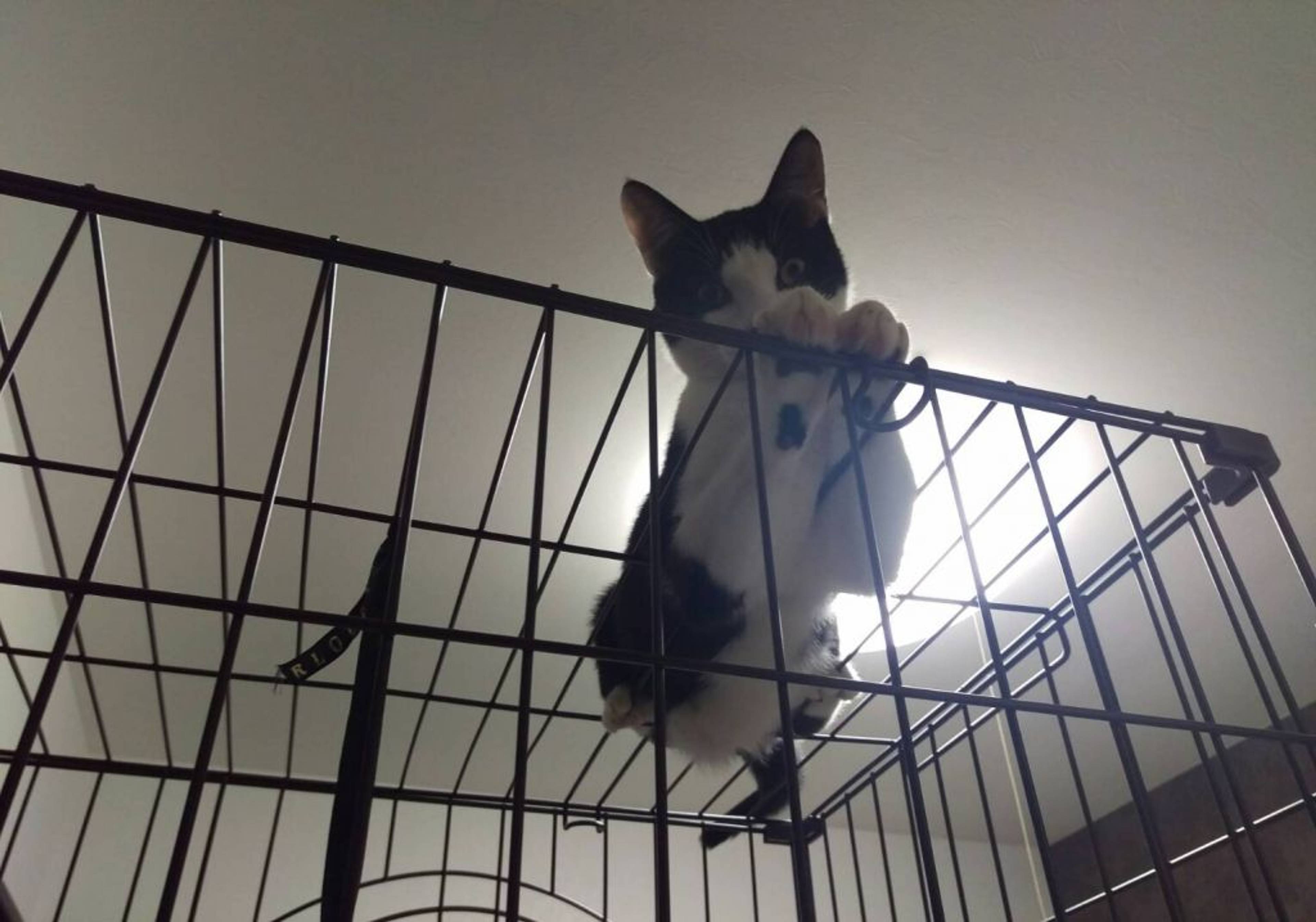 日本猫・オスの里親募集の写真