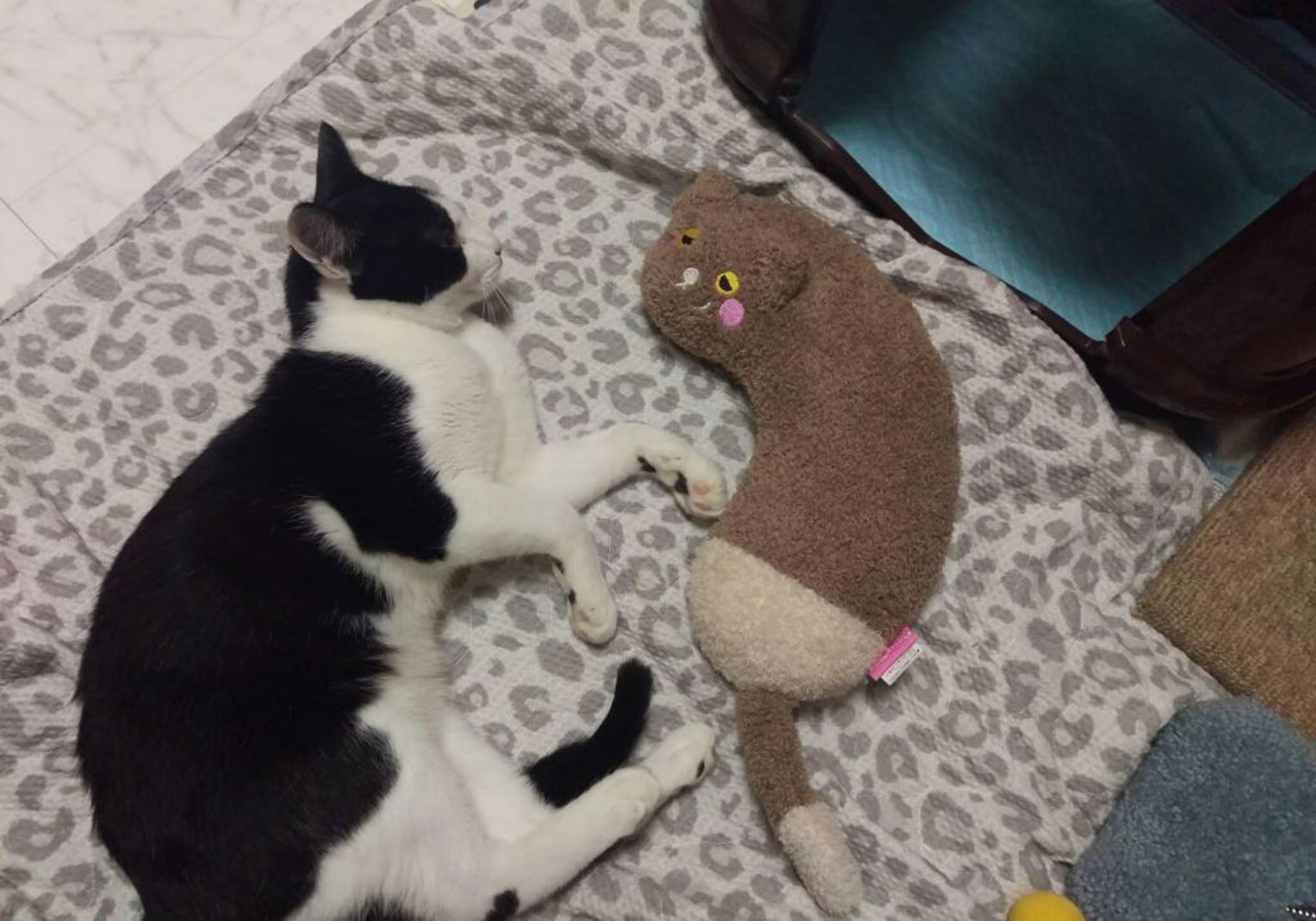 pet-image-2