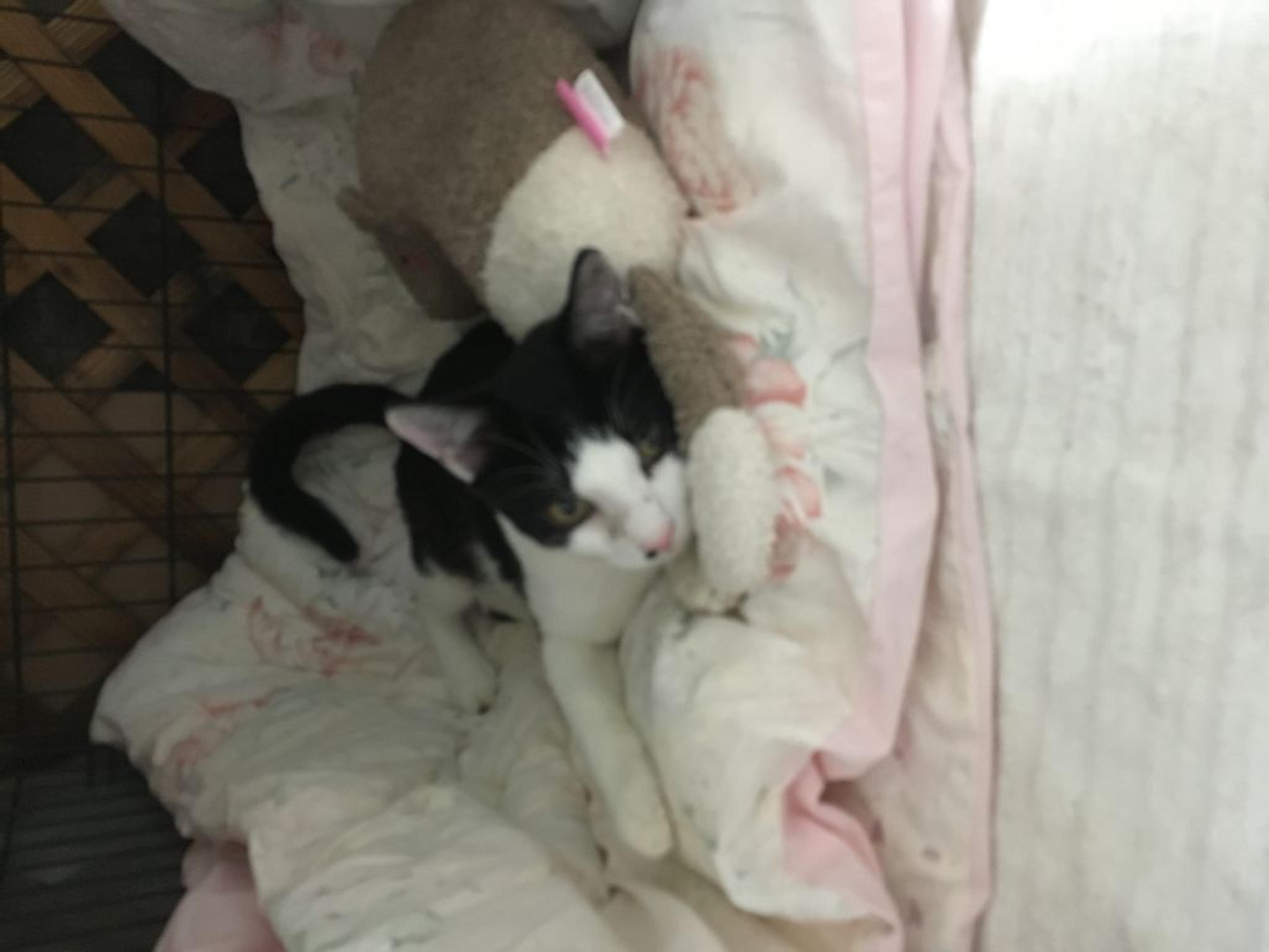 pet-image-3