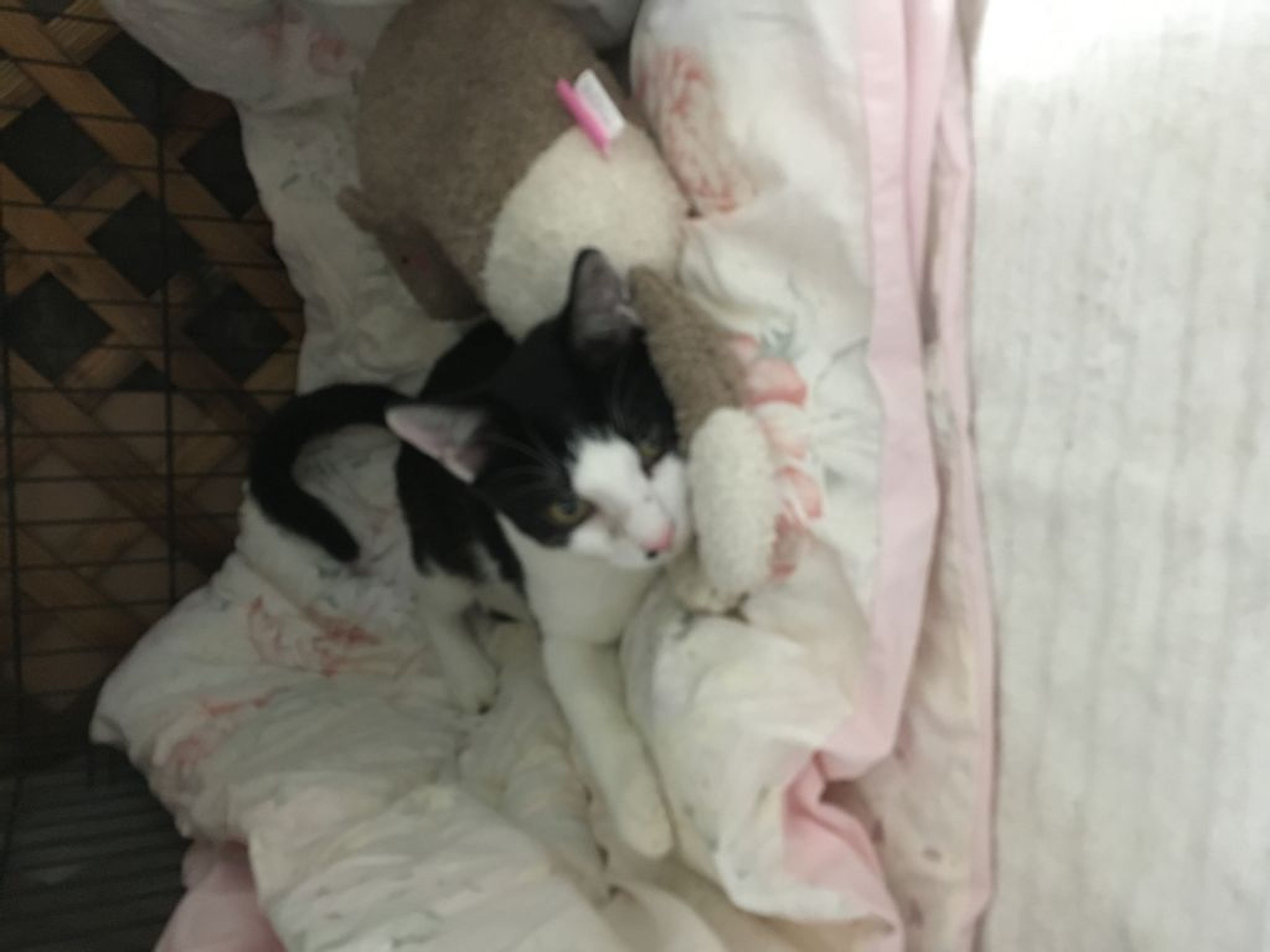 pet-image-3