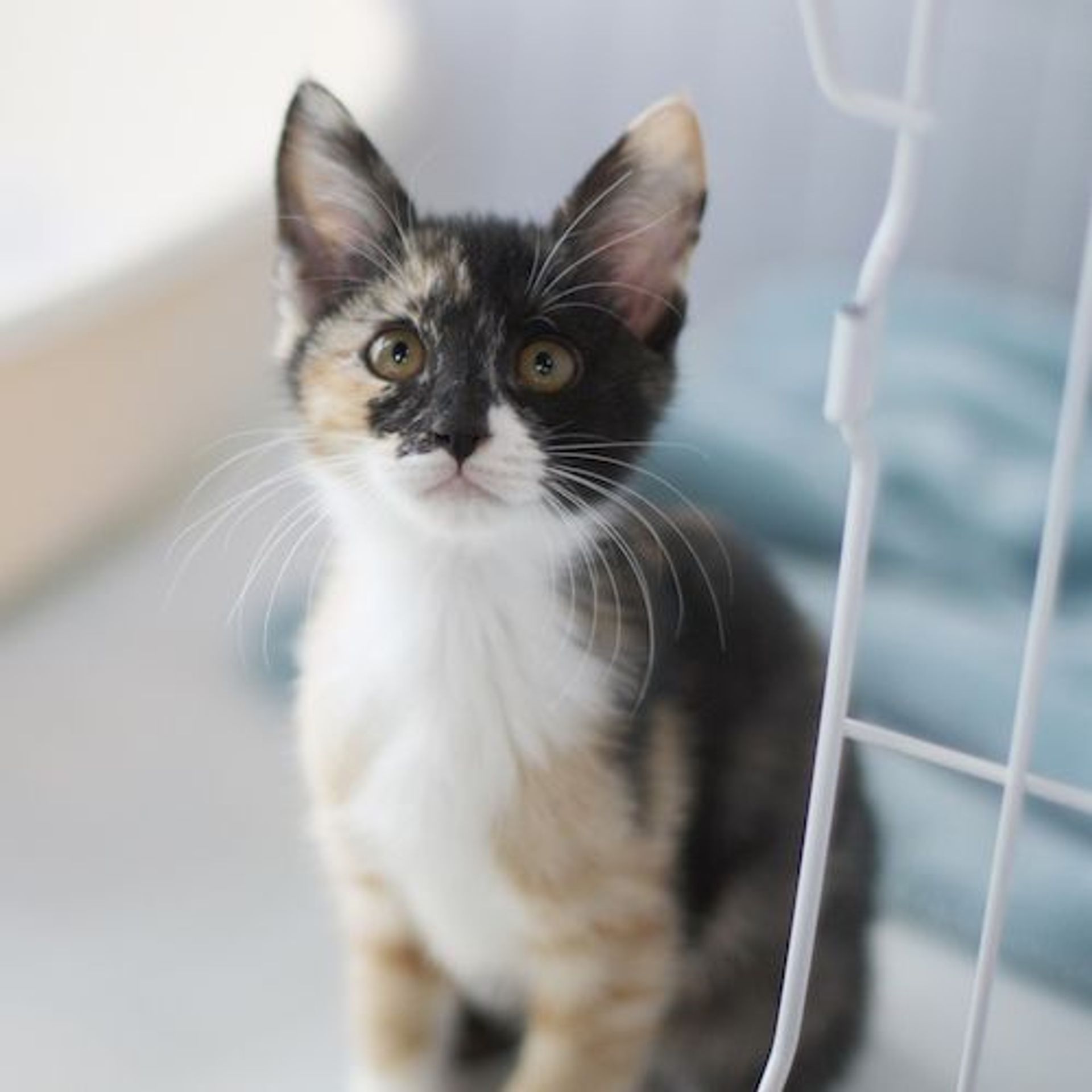日本猫・メスの里親募集の写真