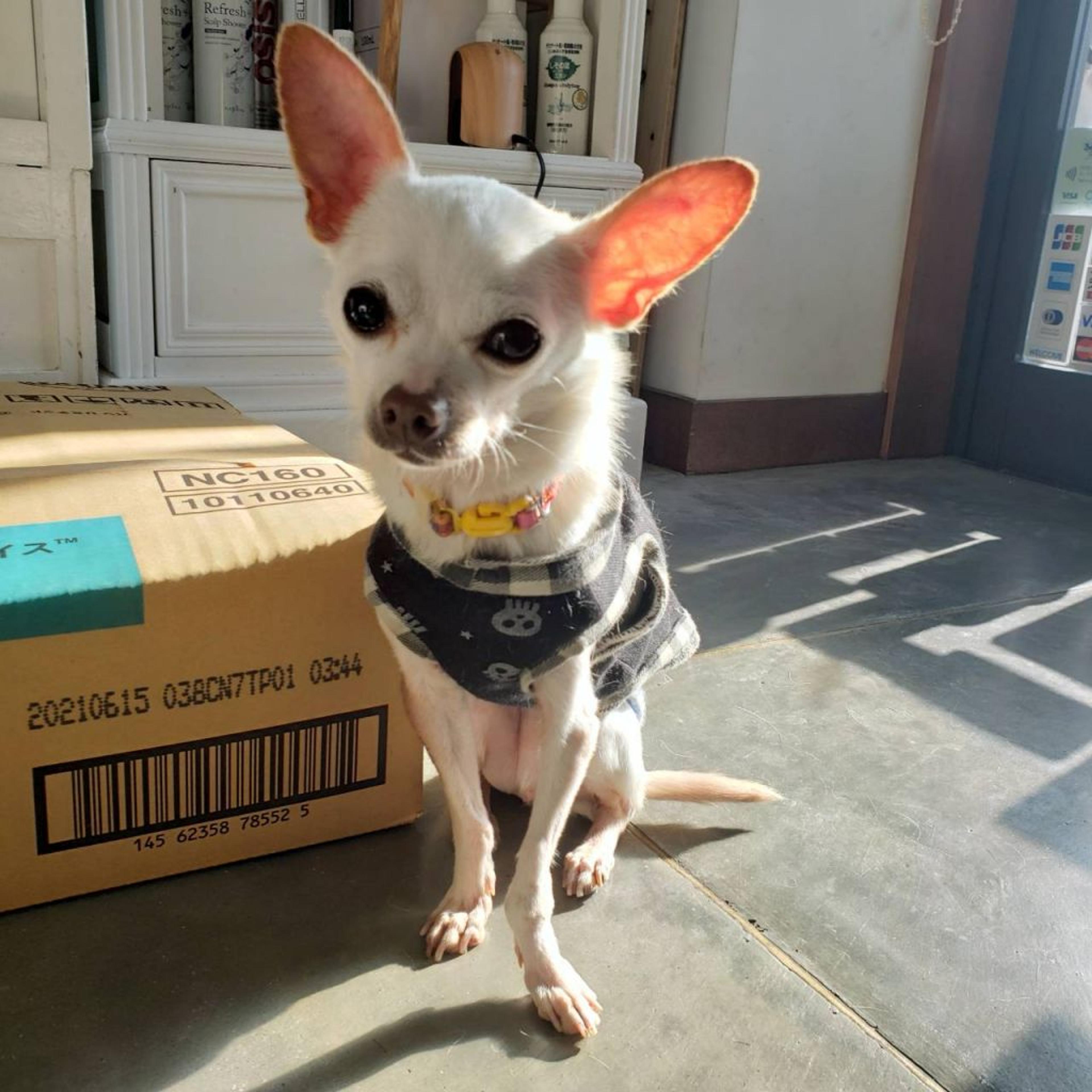 pet-image-2
