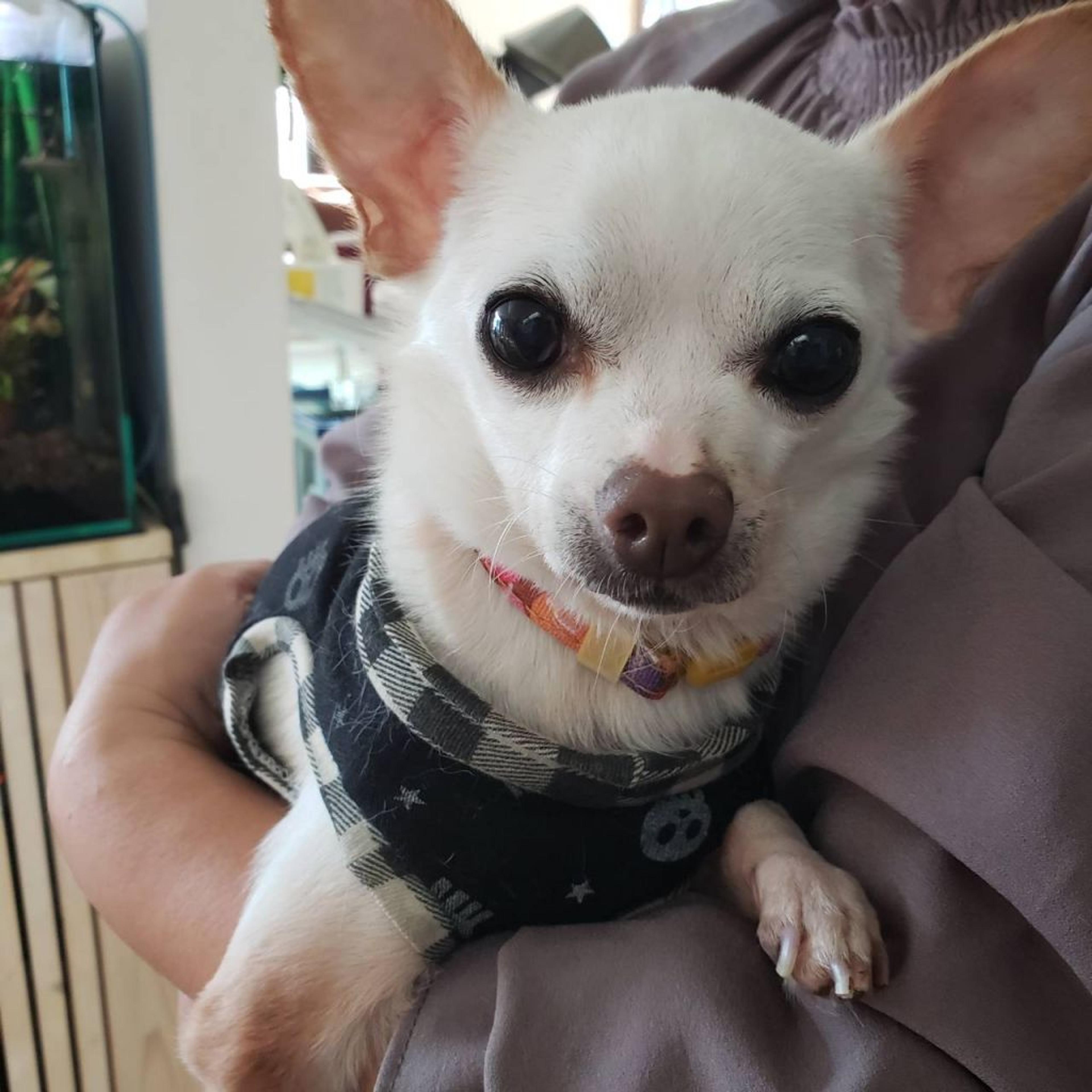 pet-image-3