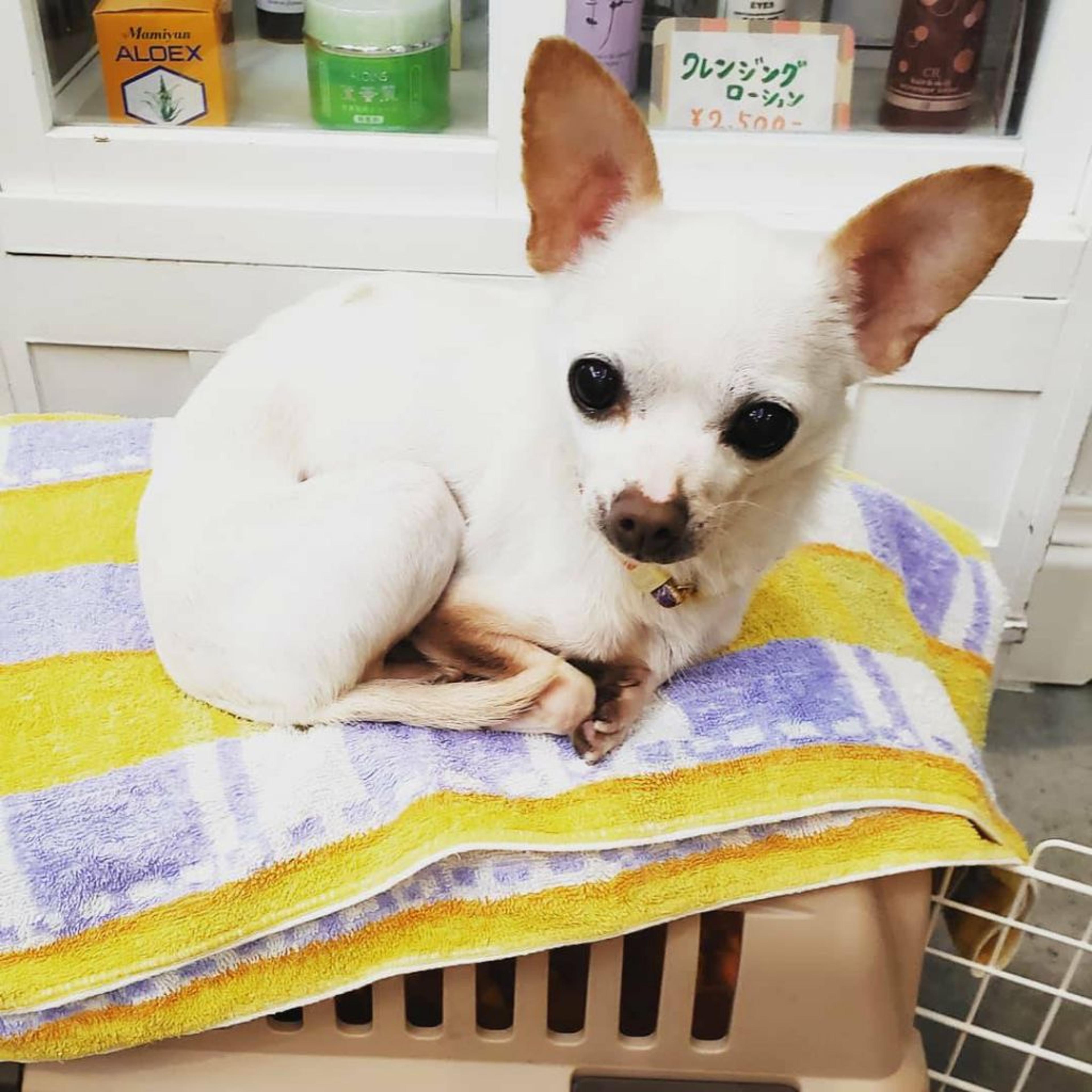 pet-image-4