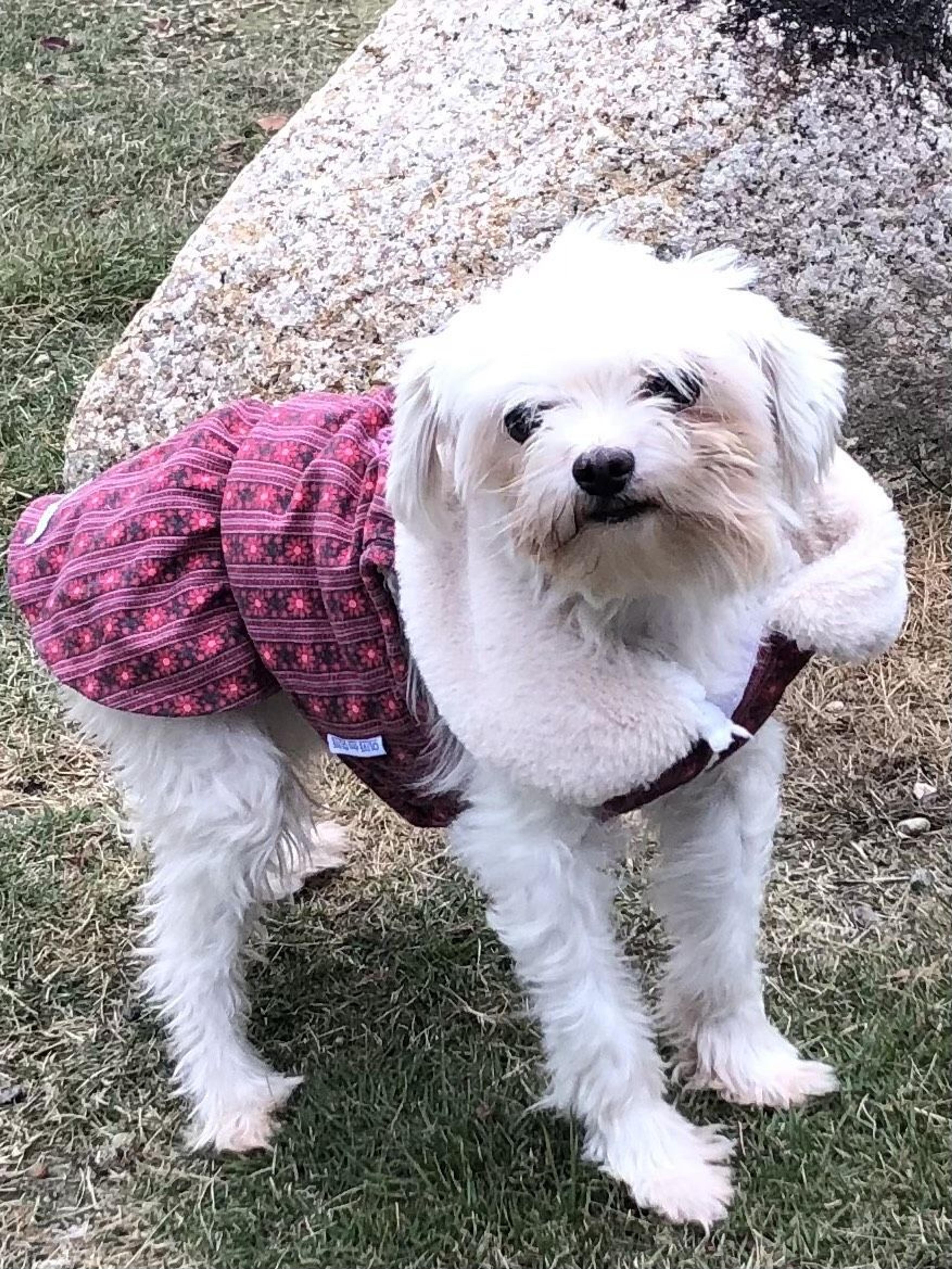 pet-image-2