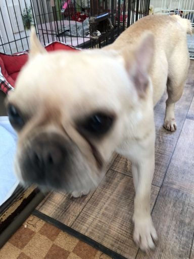 はねかちゃん