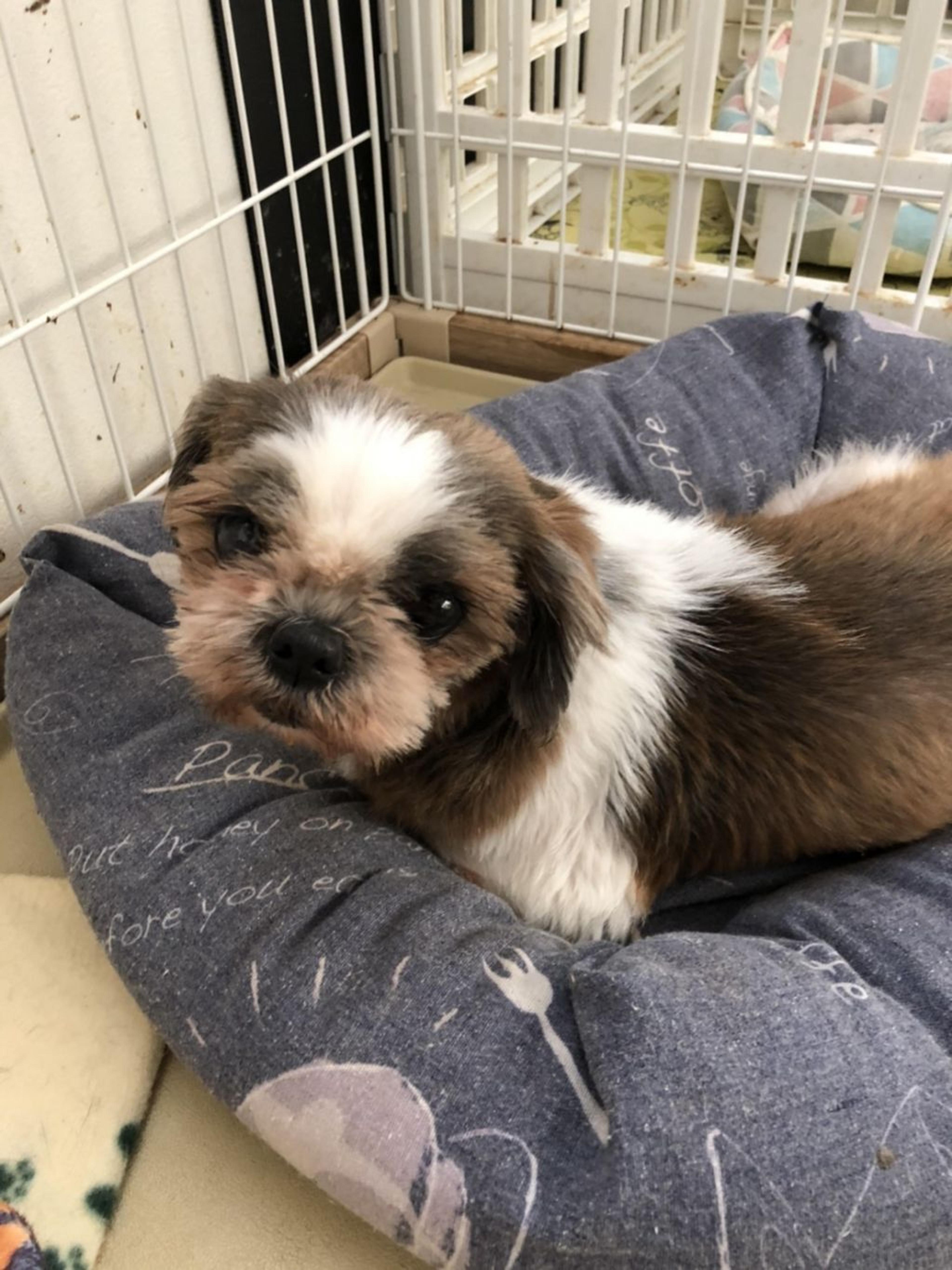 pet-image-2