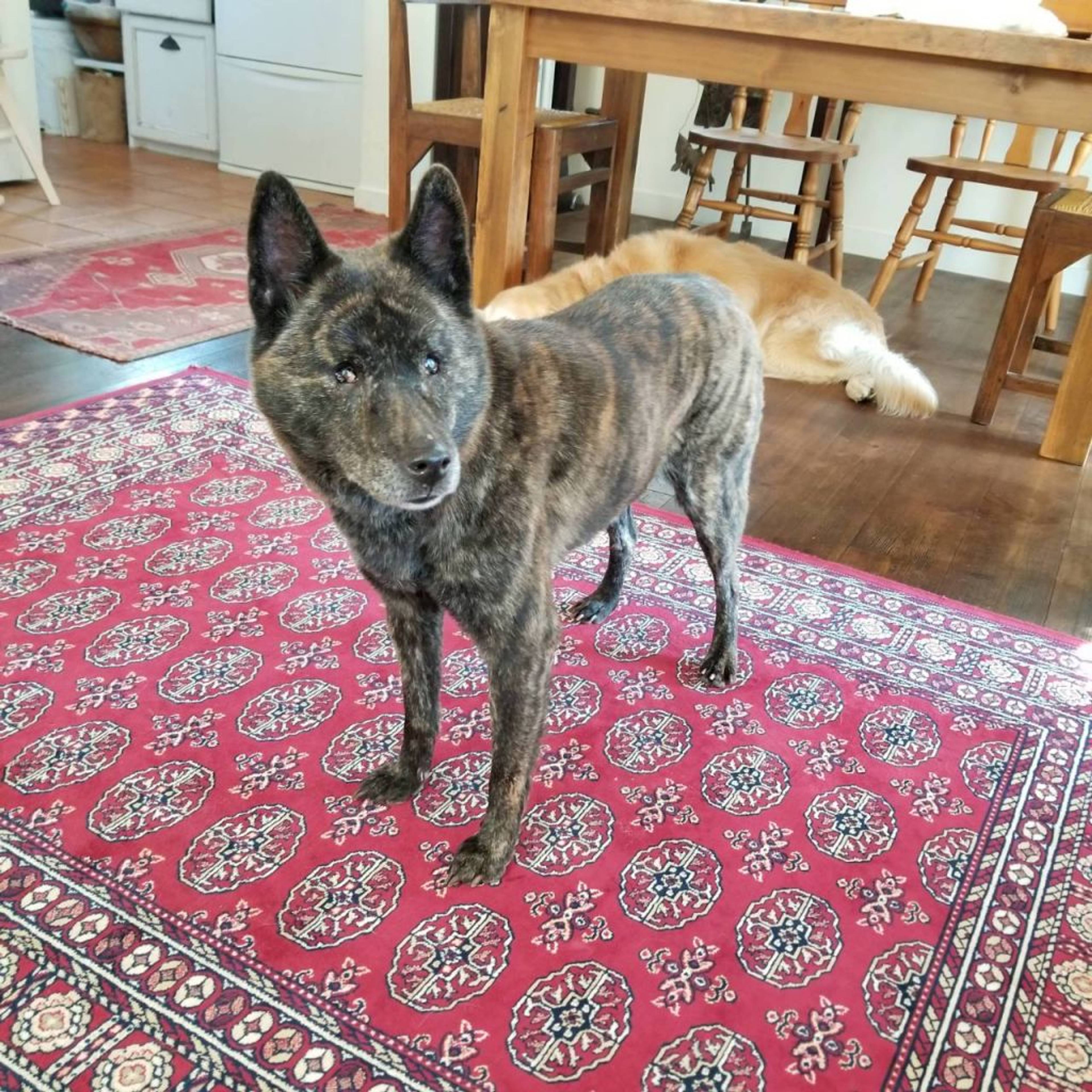 甲斐犬・メスの里親募集の写真
