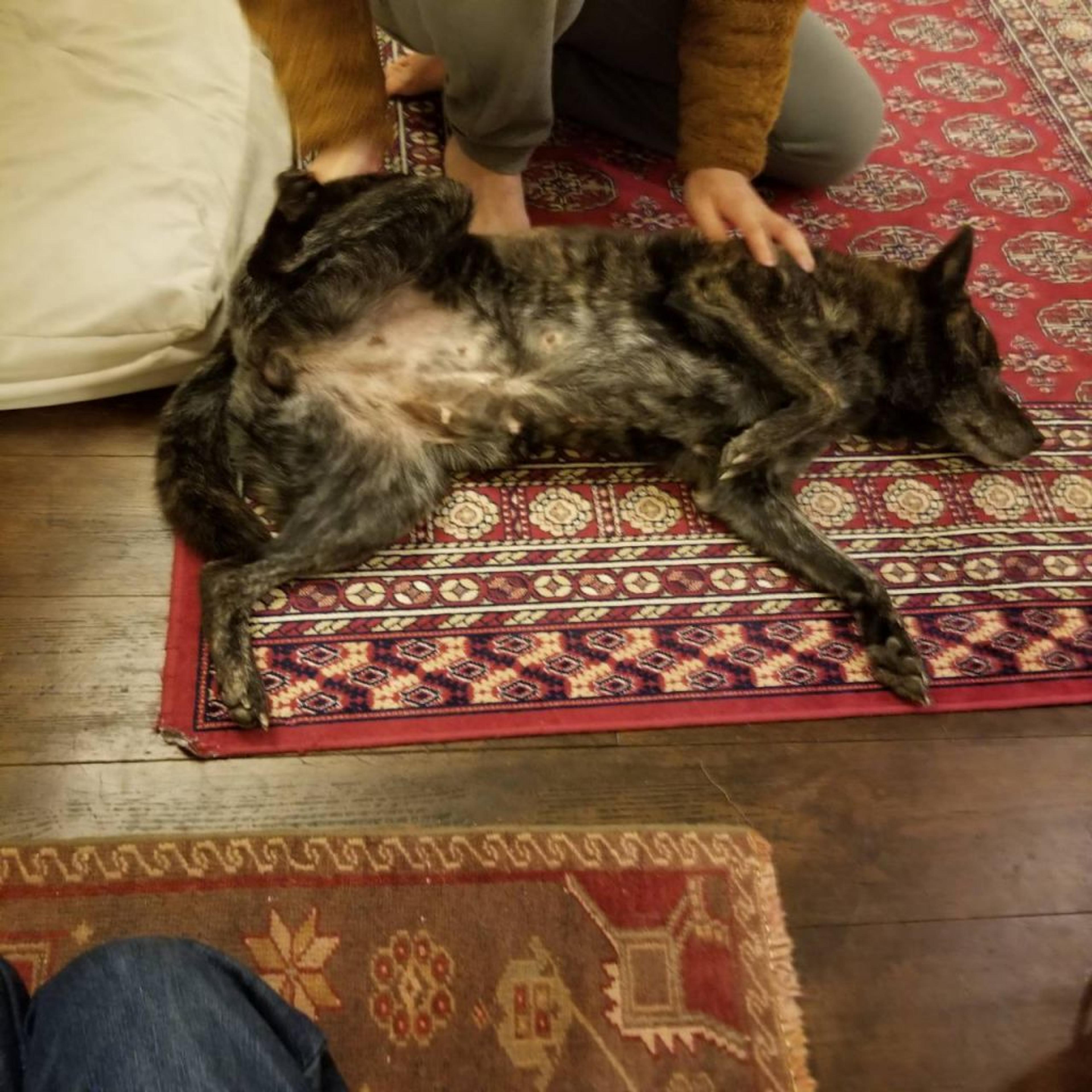 pet-image-2
