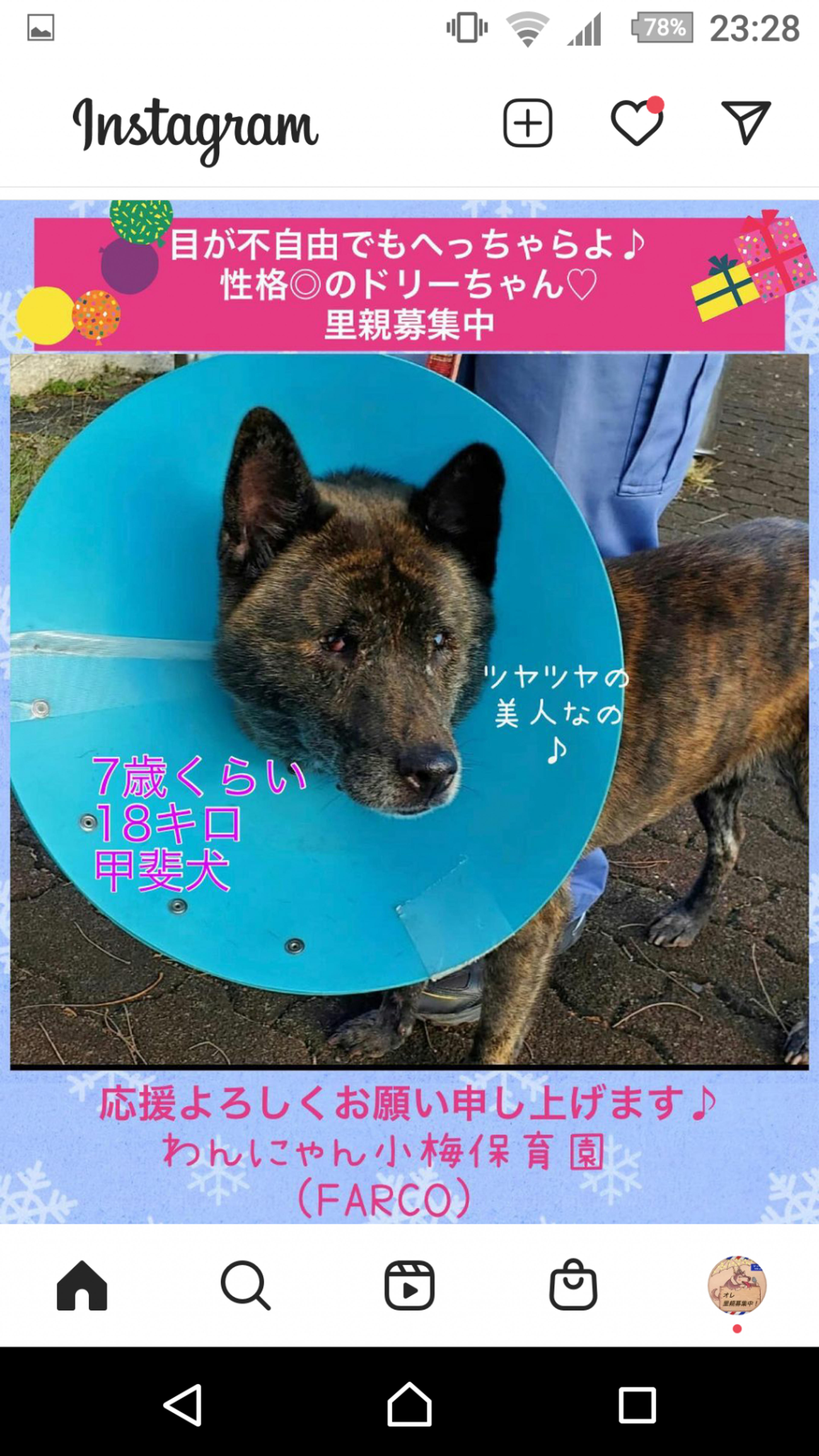 pet-image-3