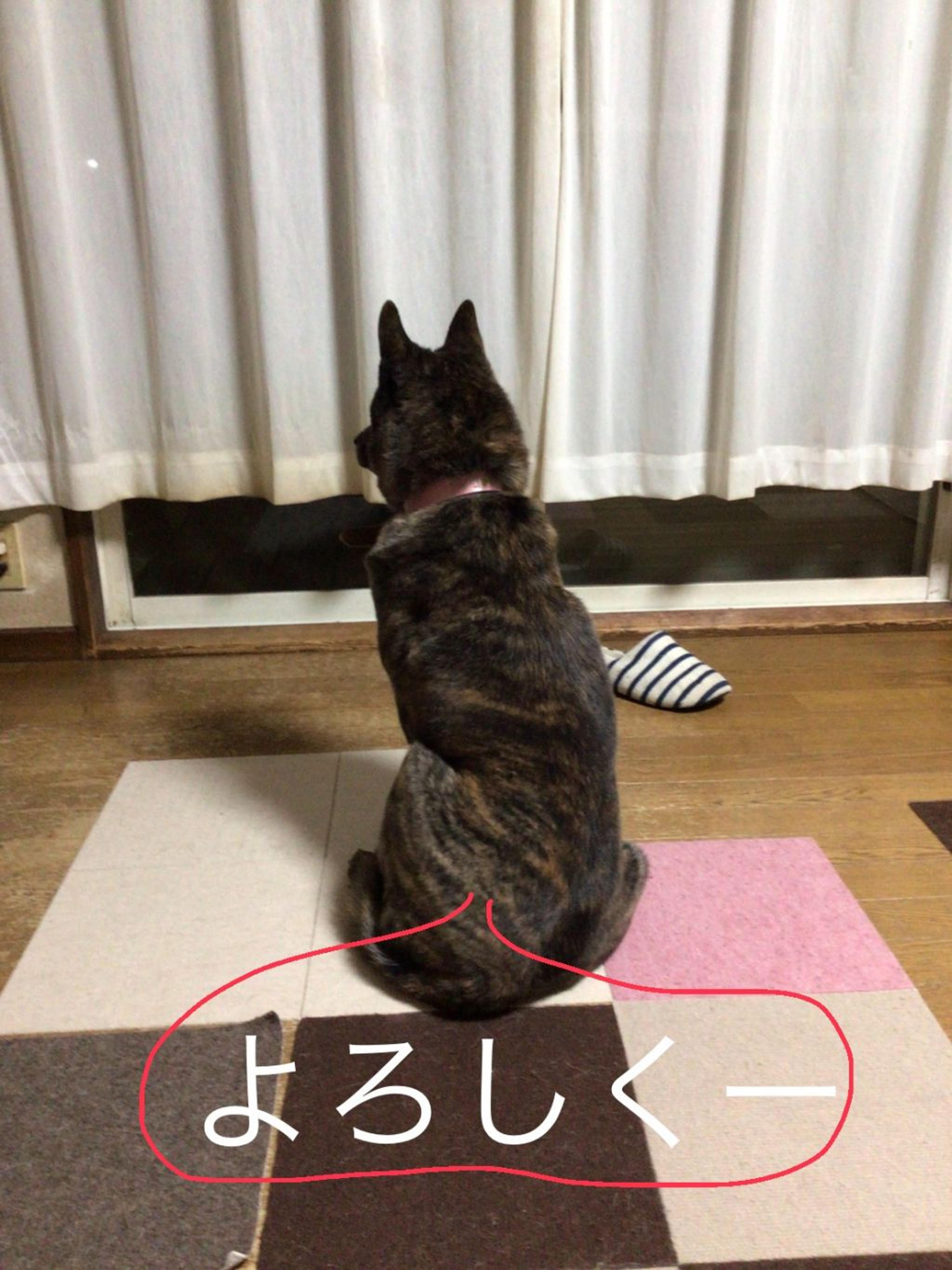 pet-image-4
