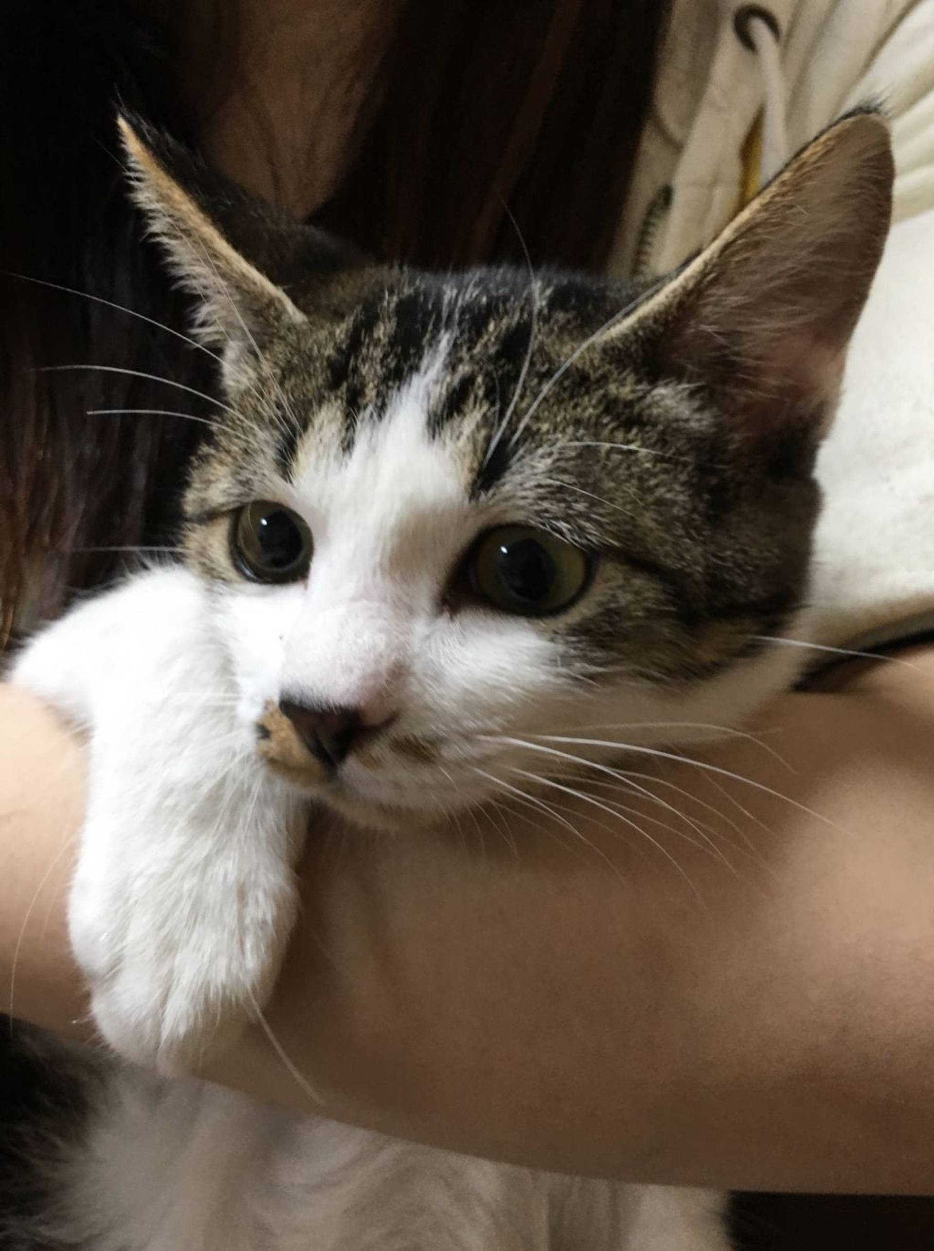 雑種（ミックス猫）・メスの里親募集の写真