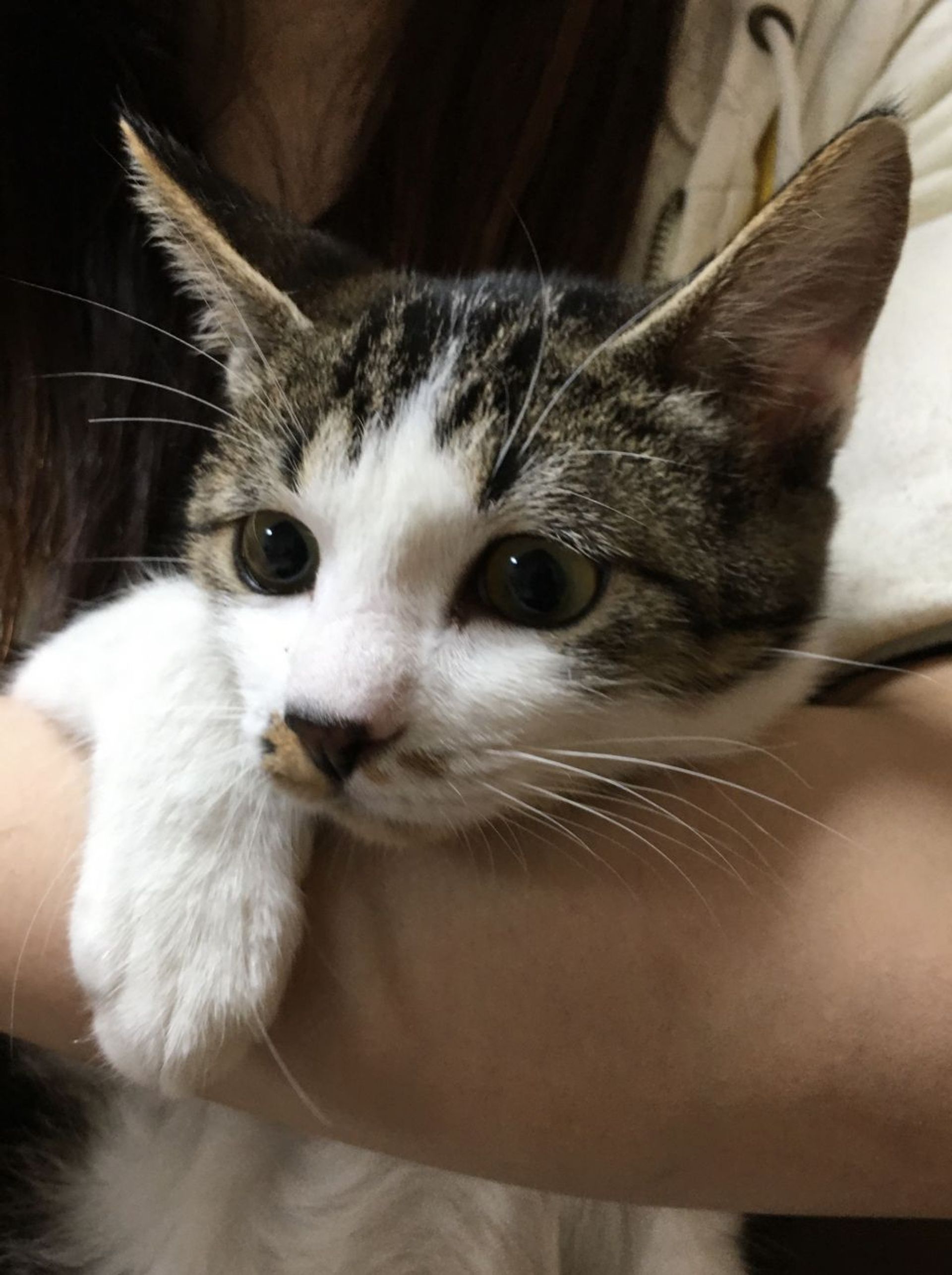 雑種（ミックス猫）・メスの里親募集の写真