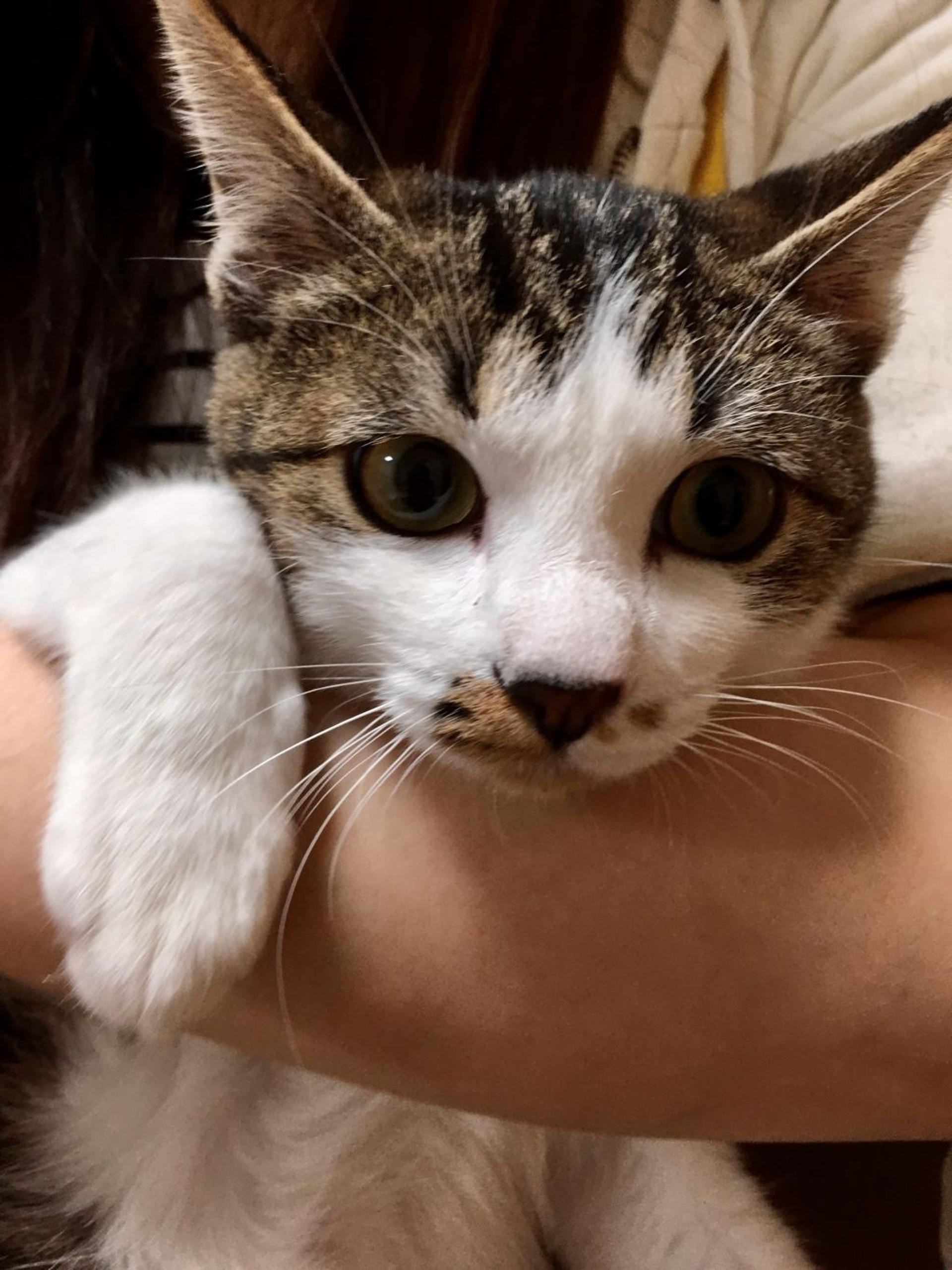 pet-image-3