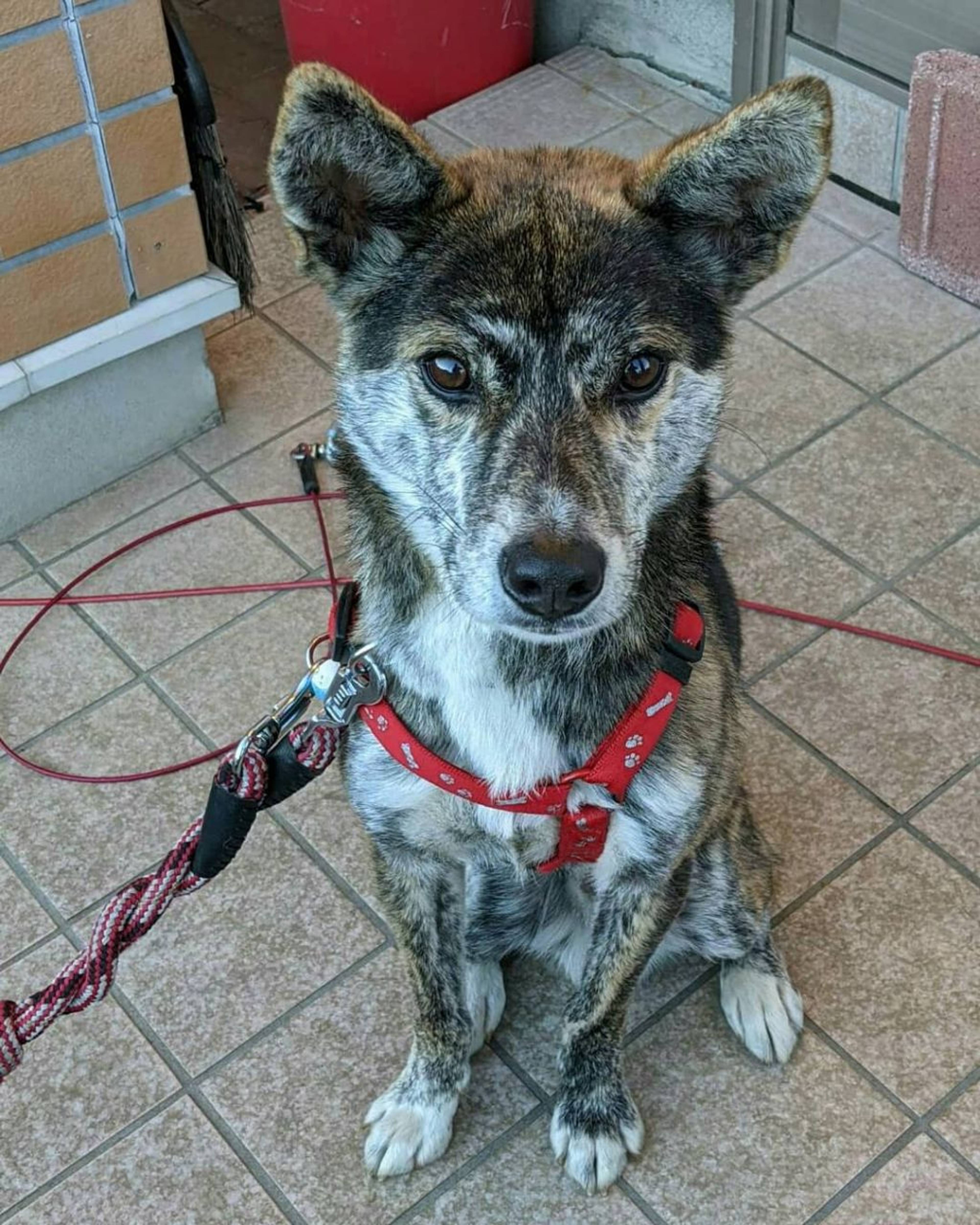 雑種（ミックス犬）・オスの里親募集の写真