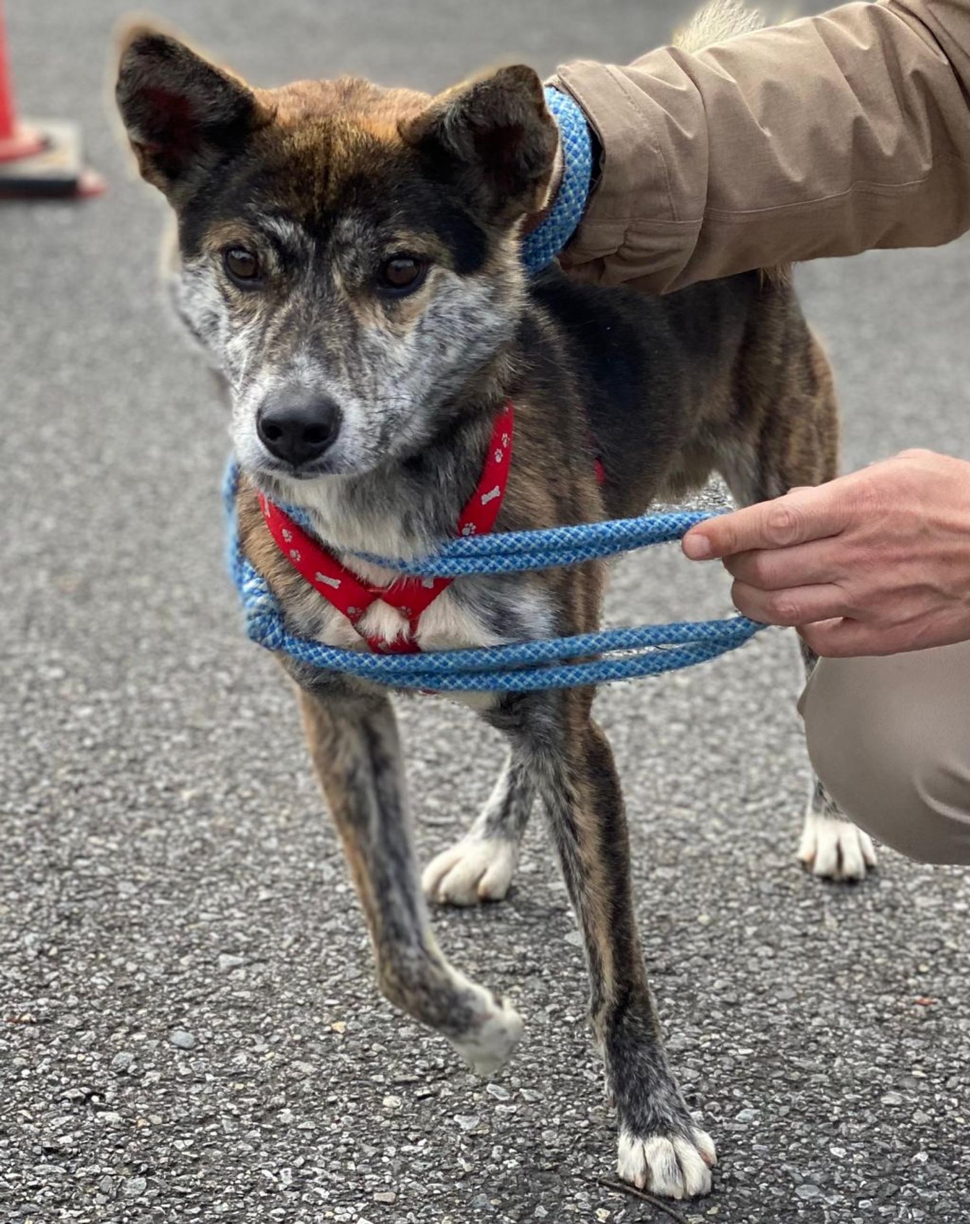 pet-image-2